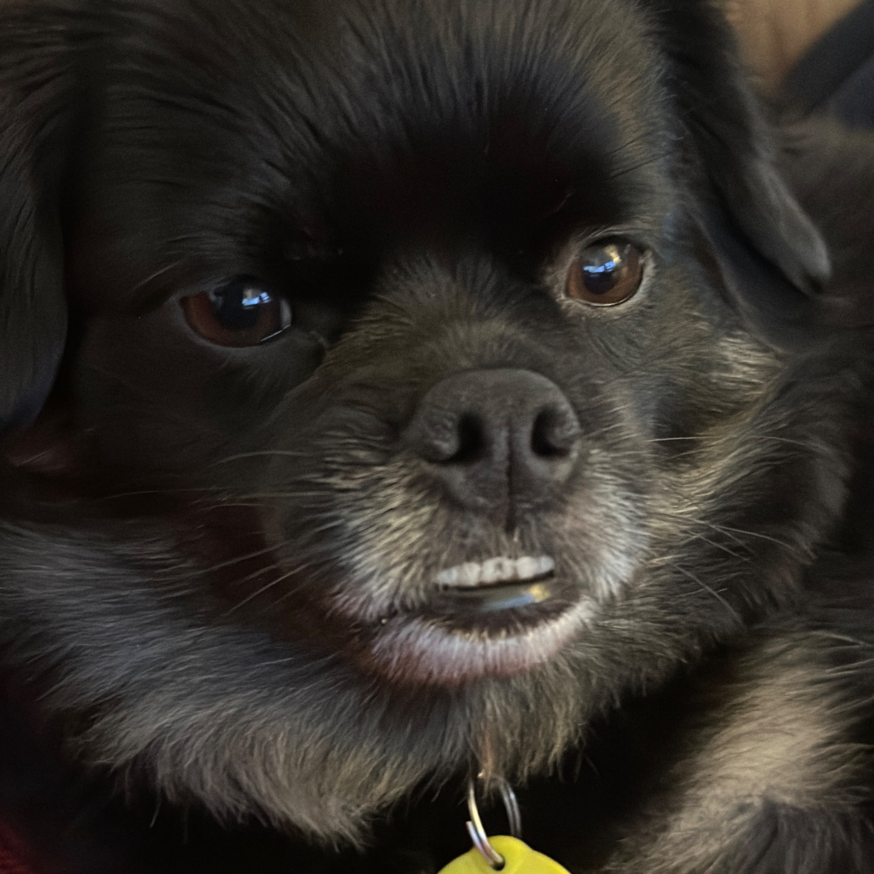 Bolt