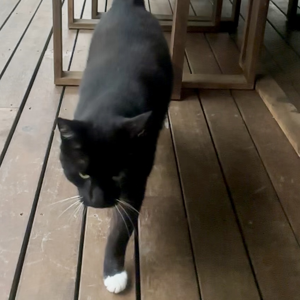 Mojo