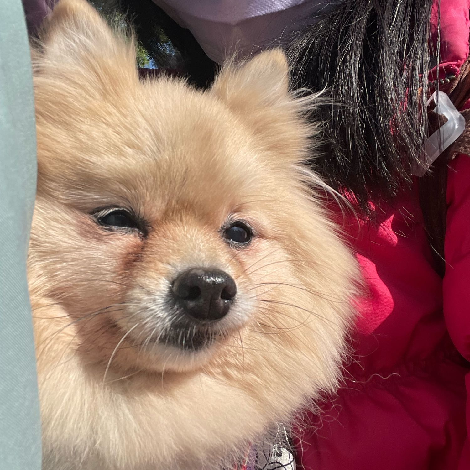 Qiu Qiu