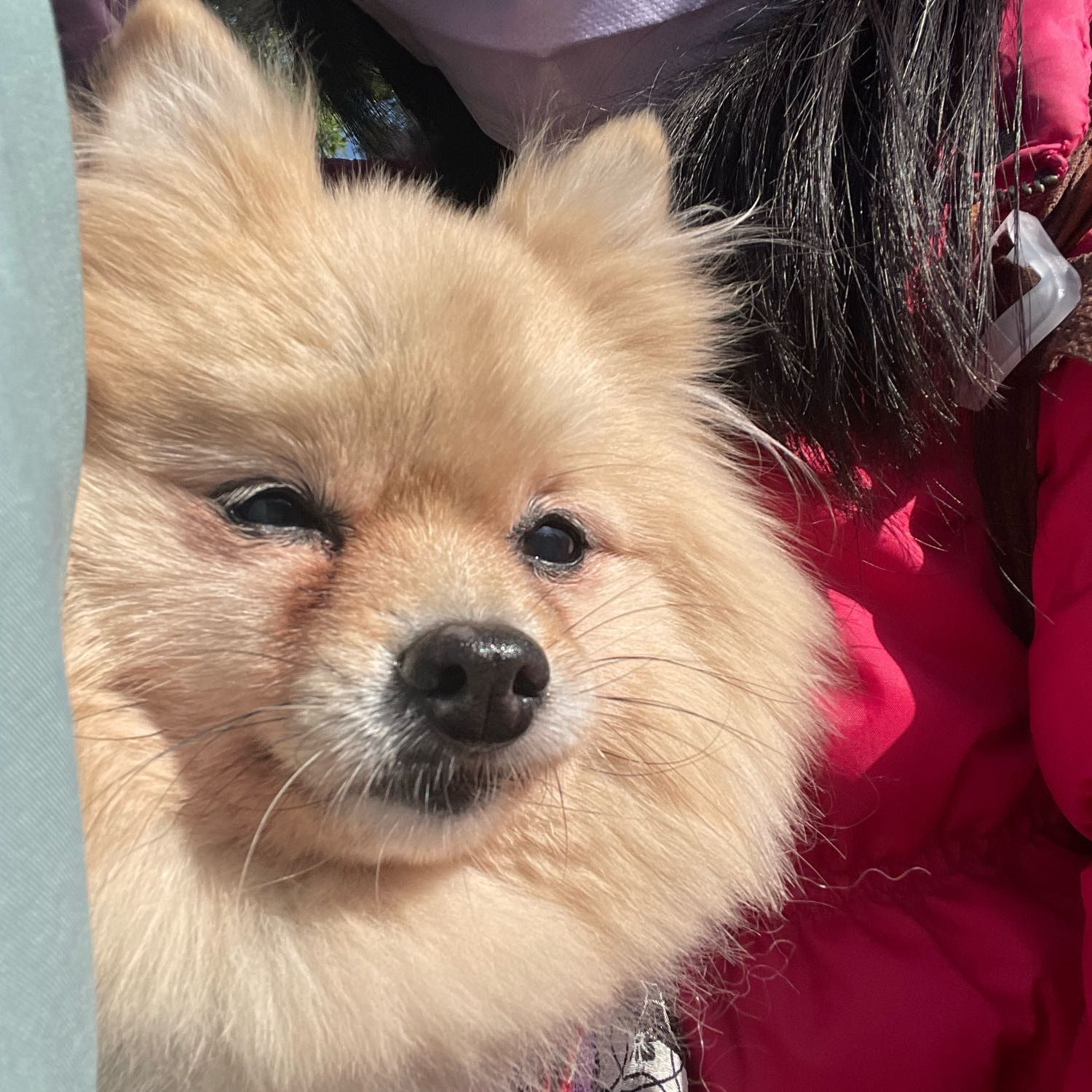 Qiu Qiu