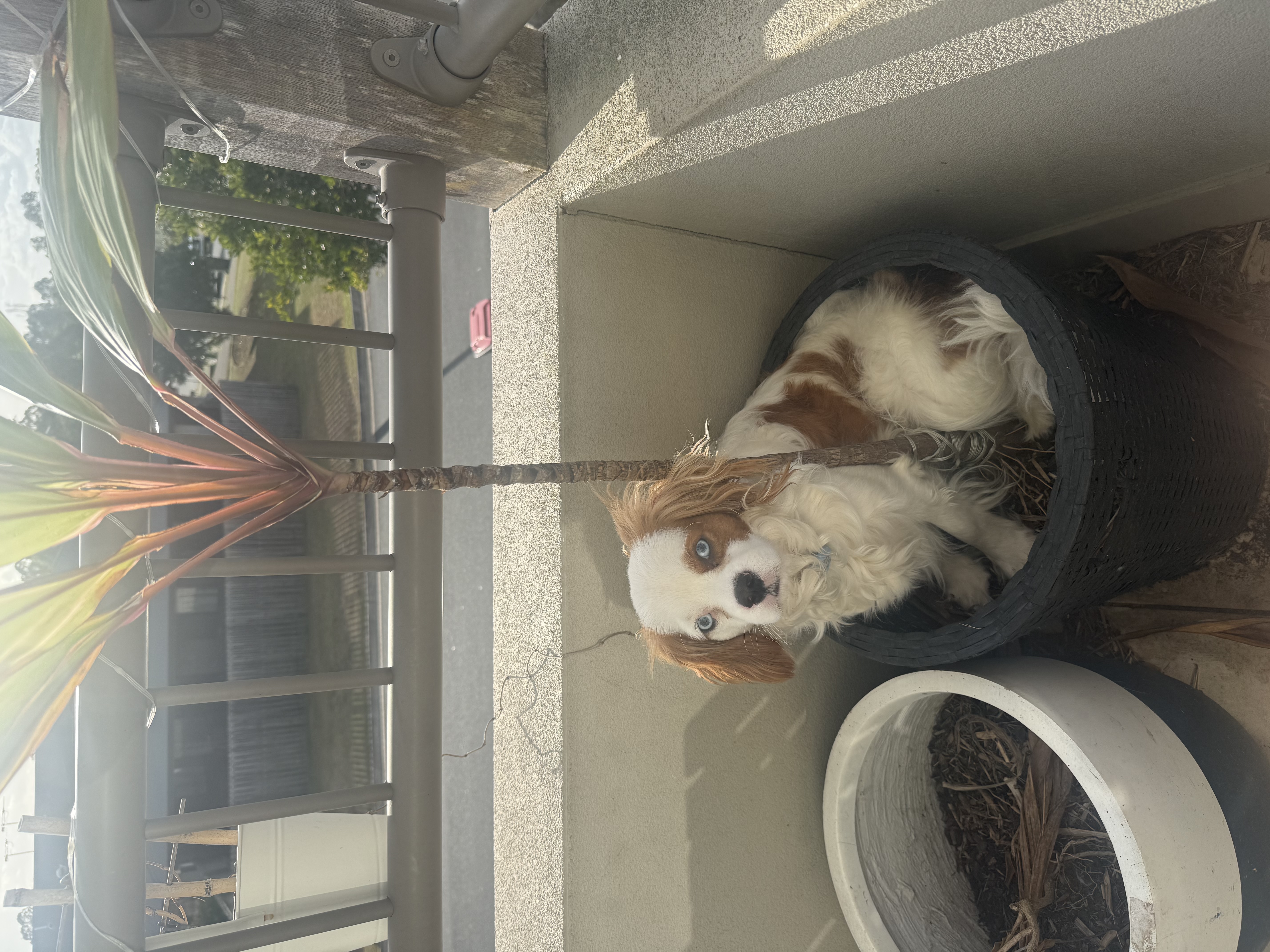 image-7