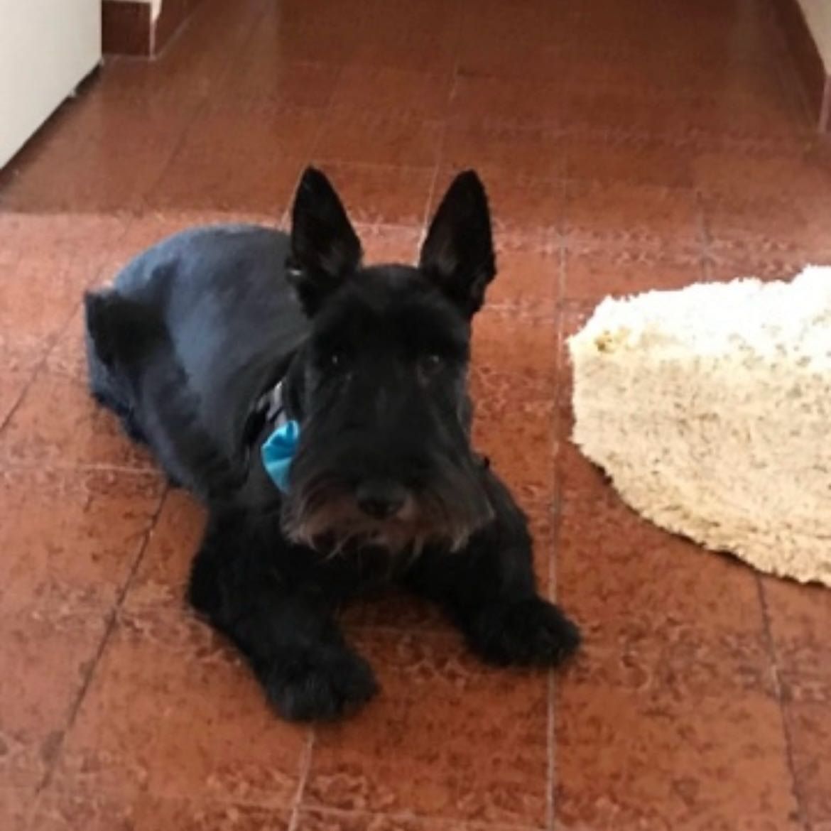 tete