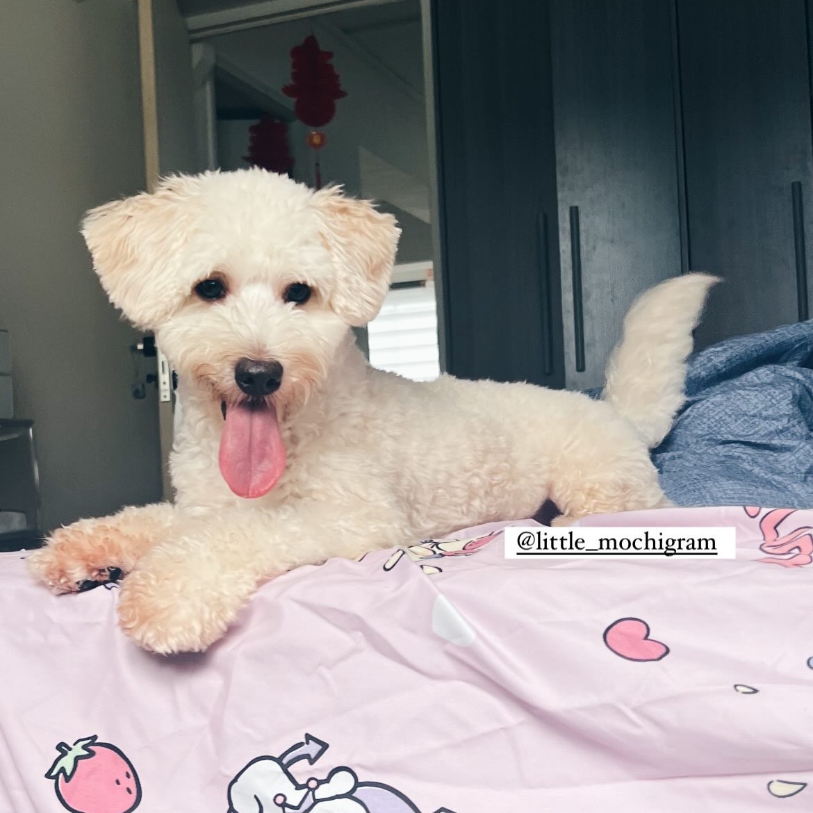 Mochi