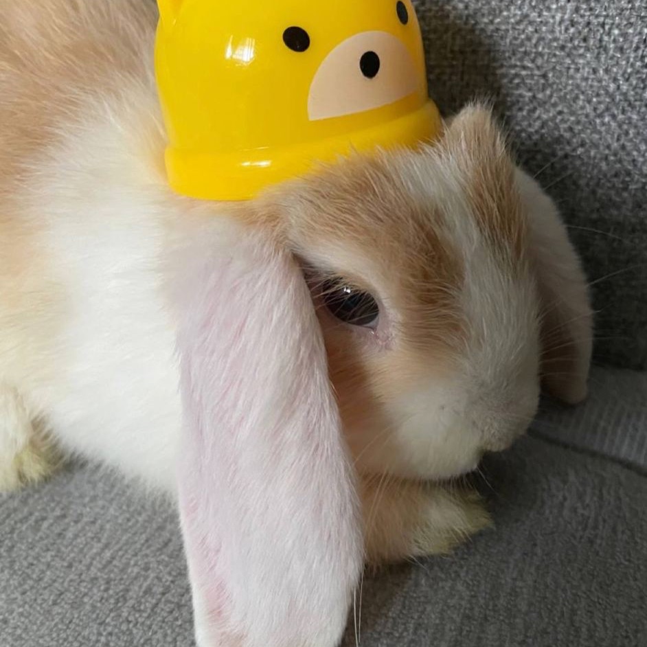 Miffy