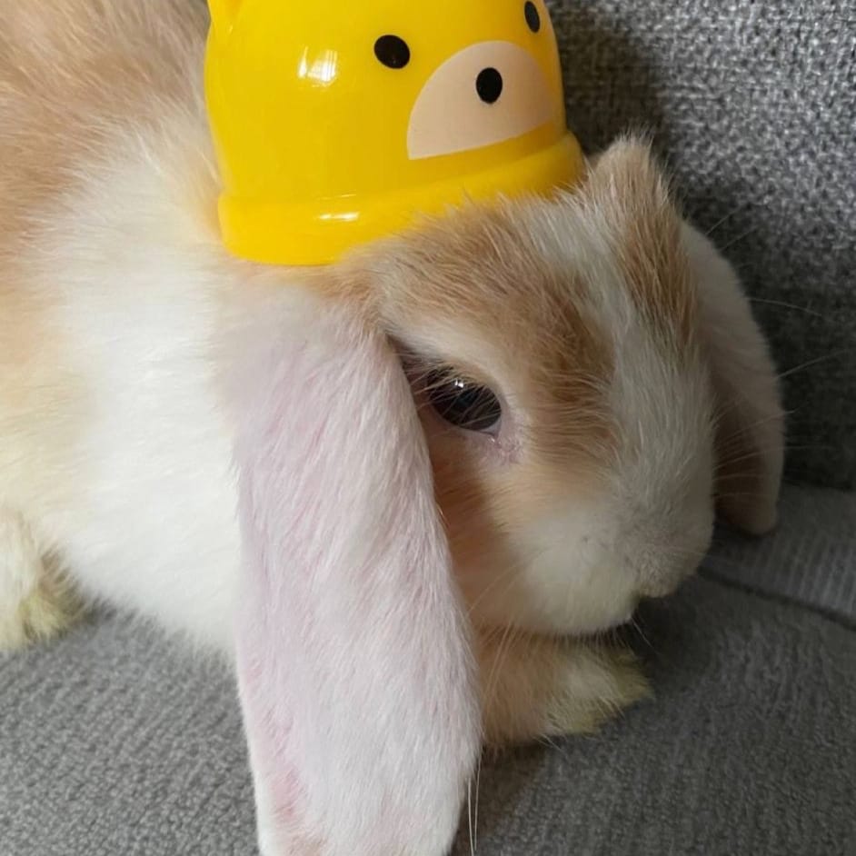 Miffy