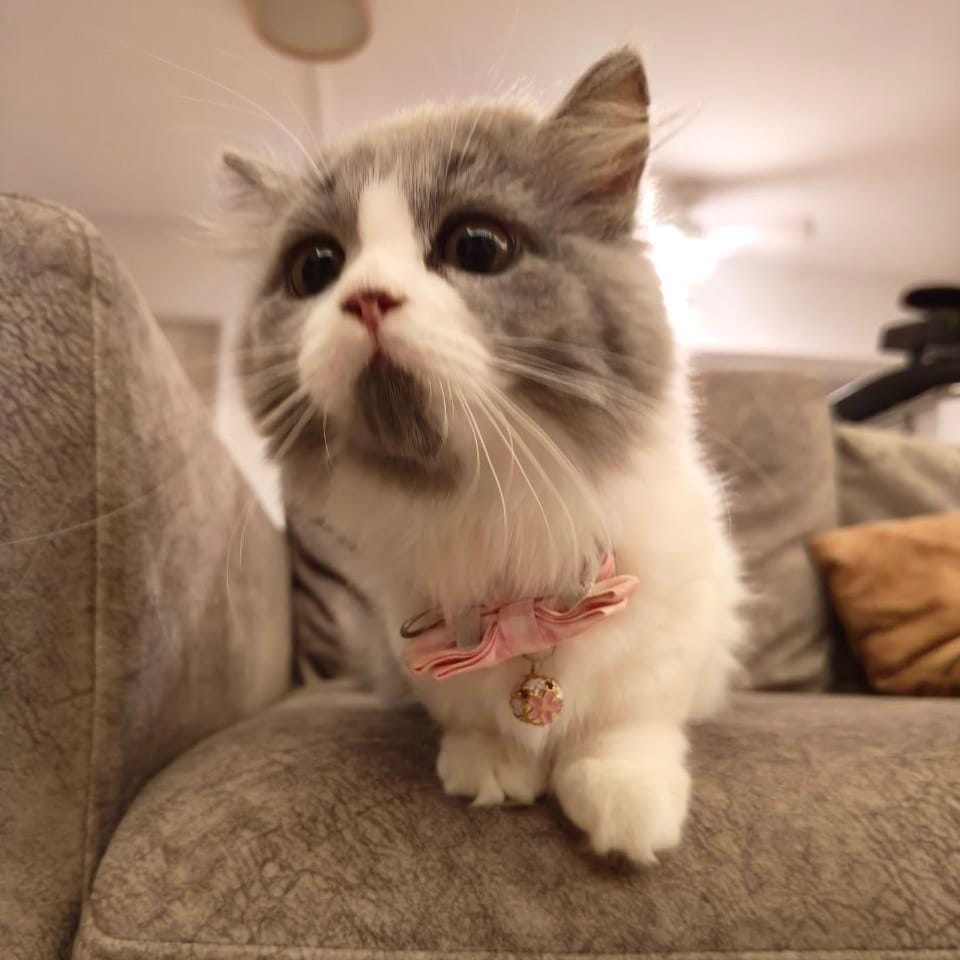 Mika