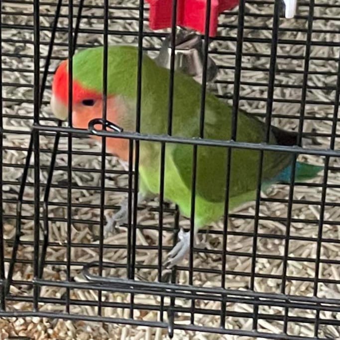 Jay