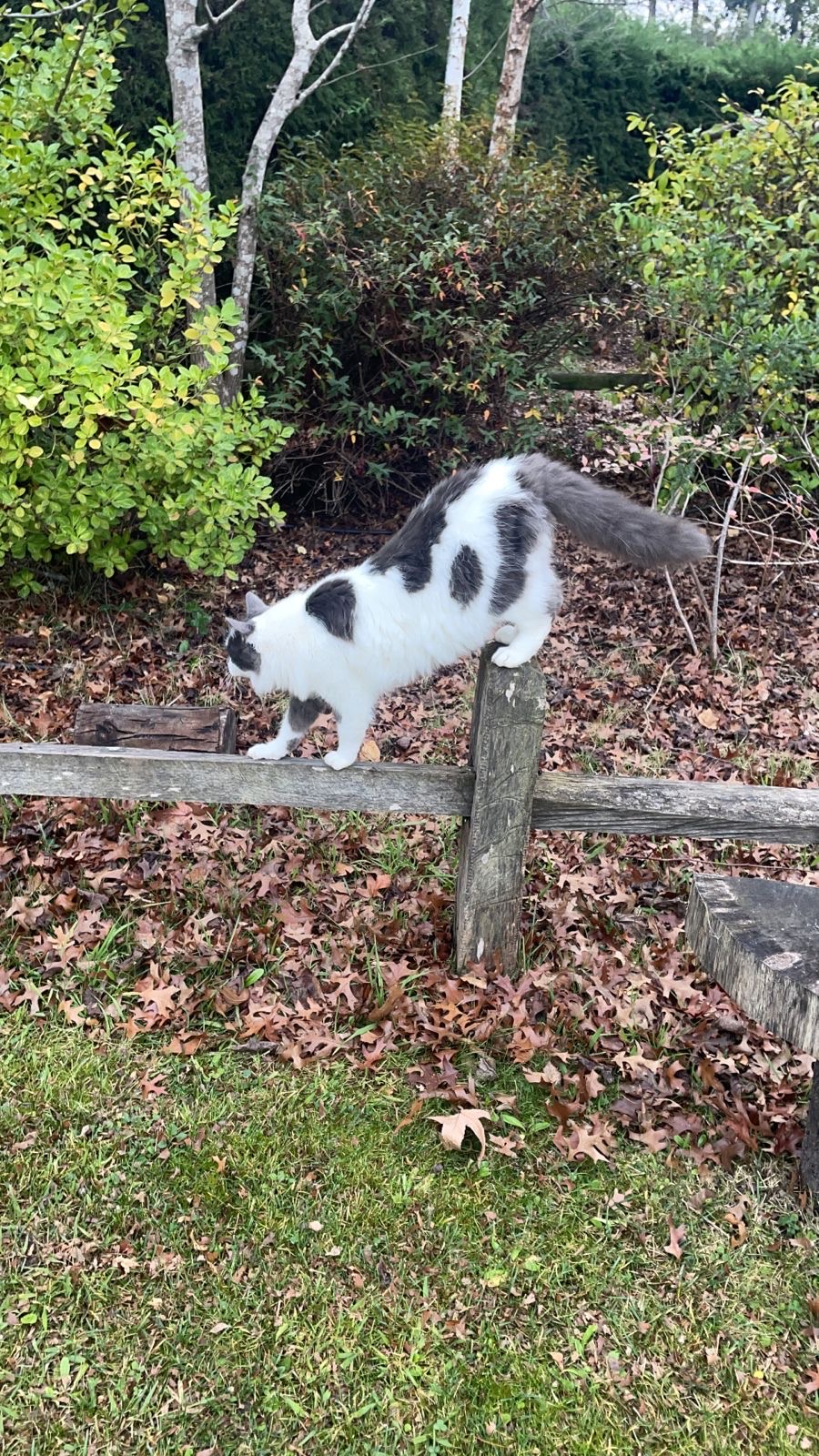 image-15