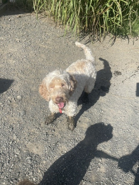 image-9