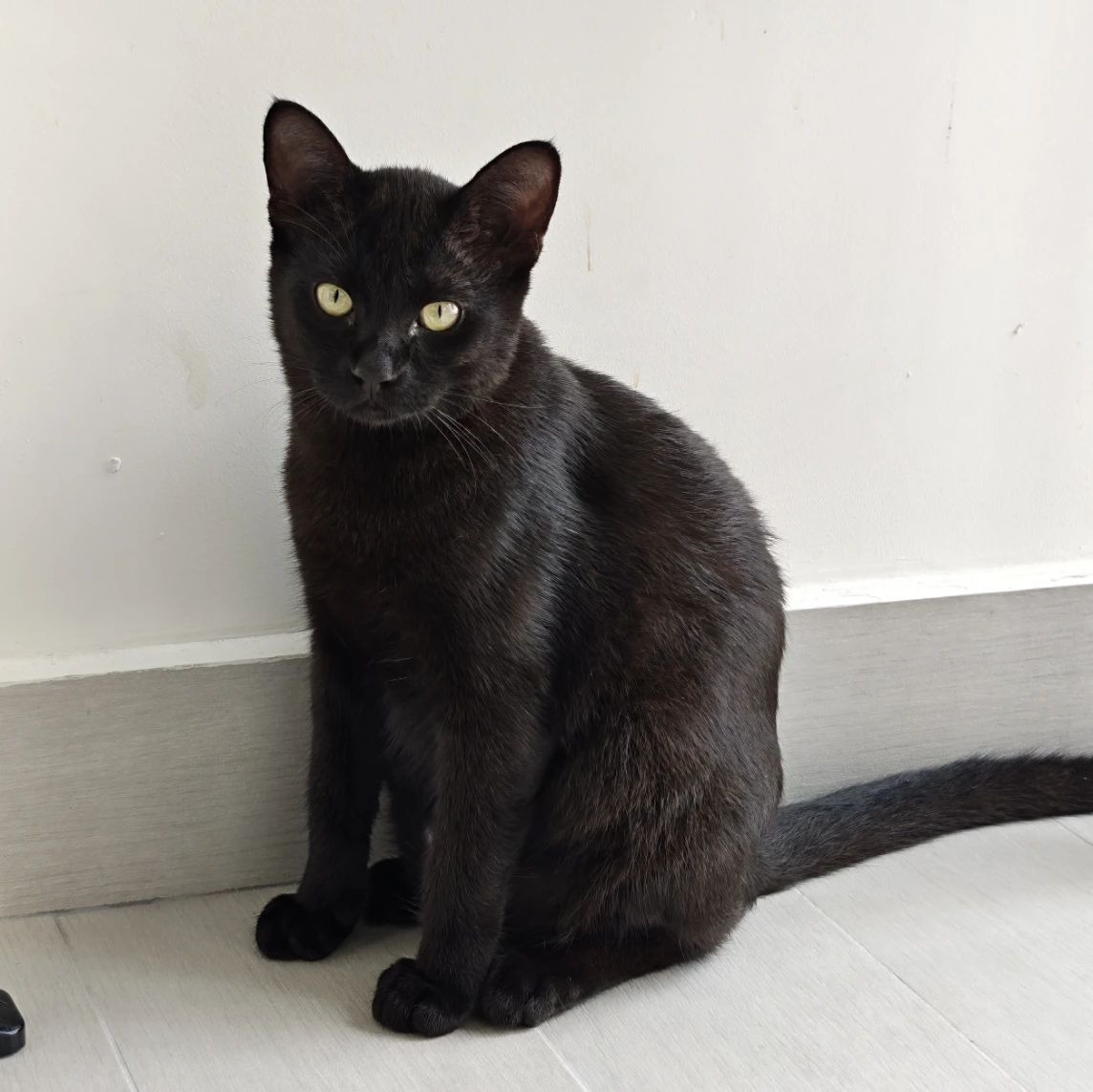 Oli