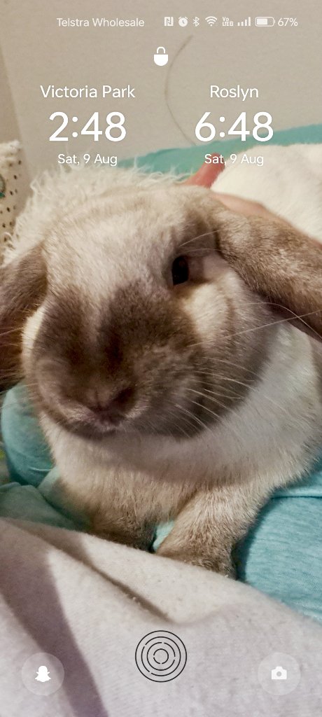 Mr Daisy 