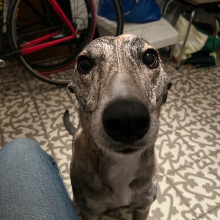 Popi