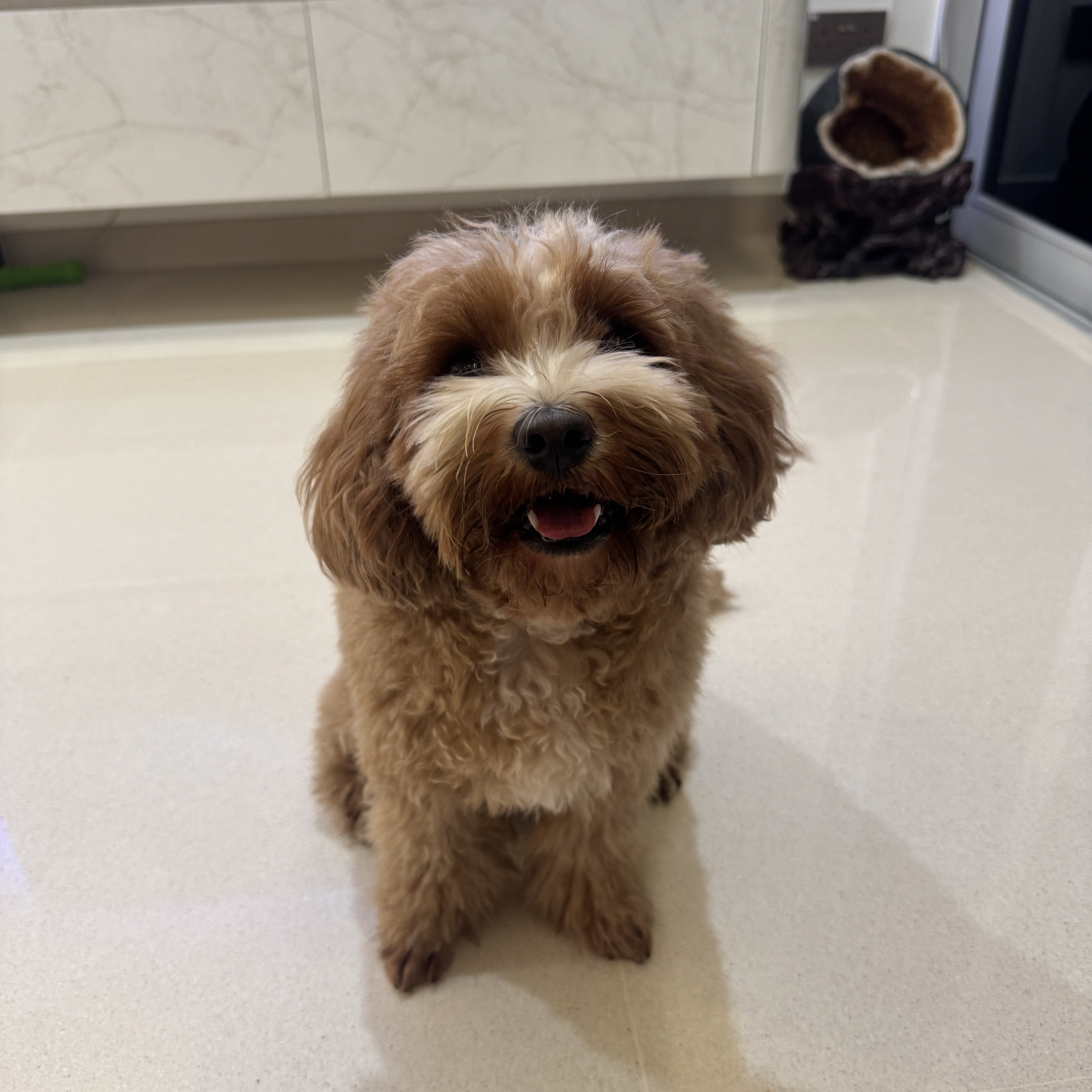 Miso