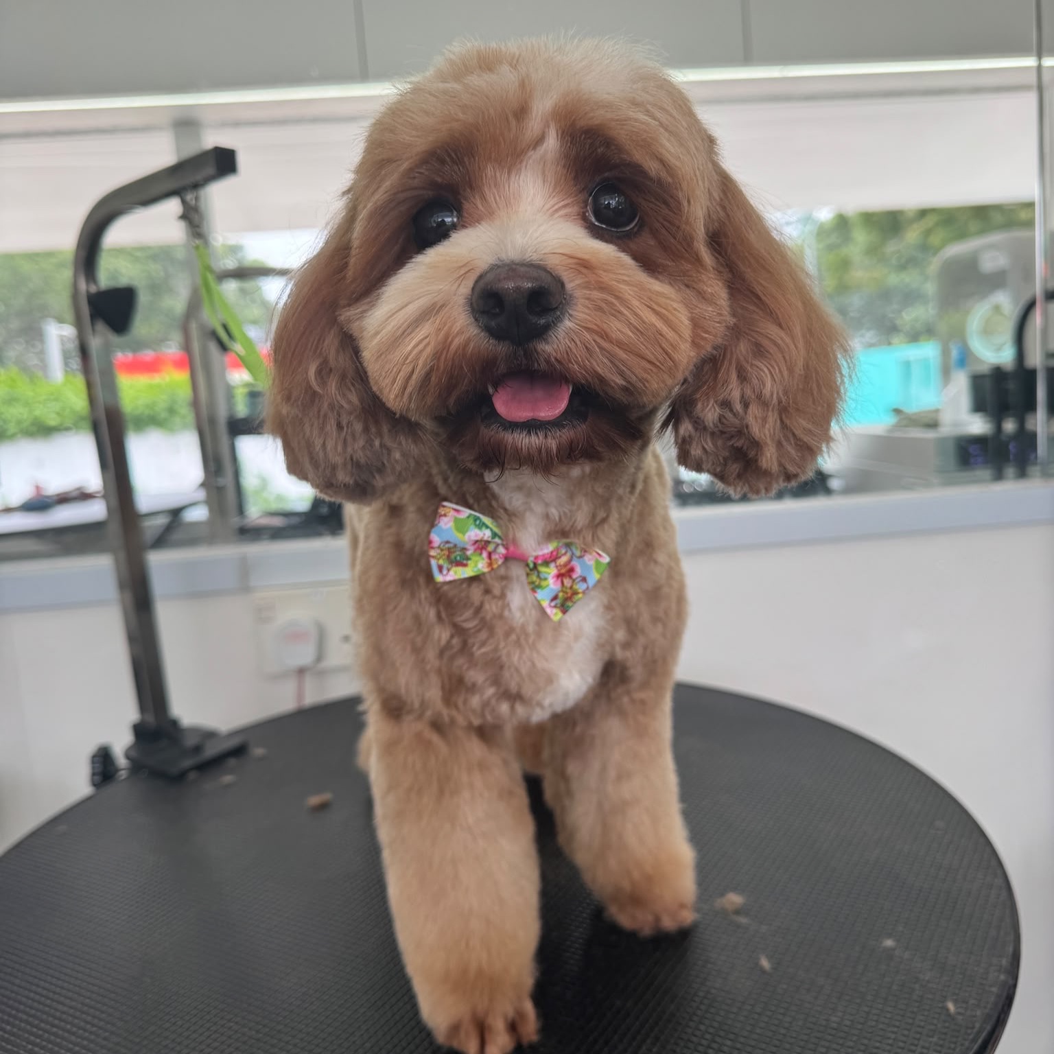 Miso