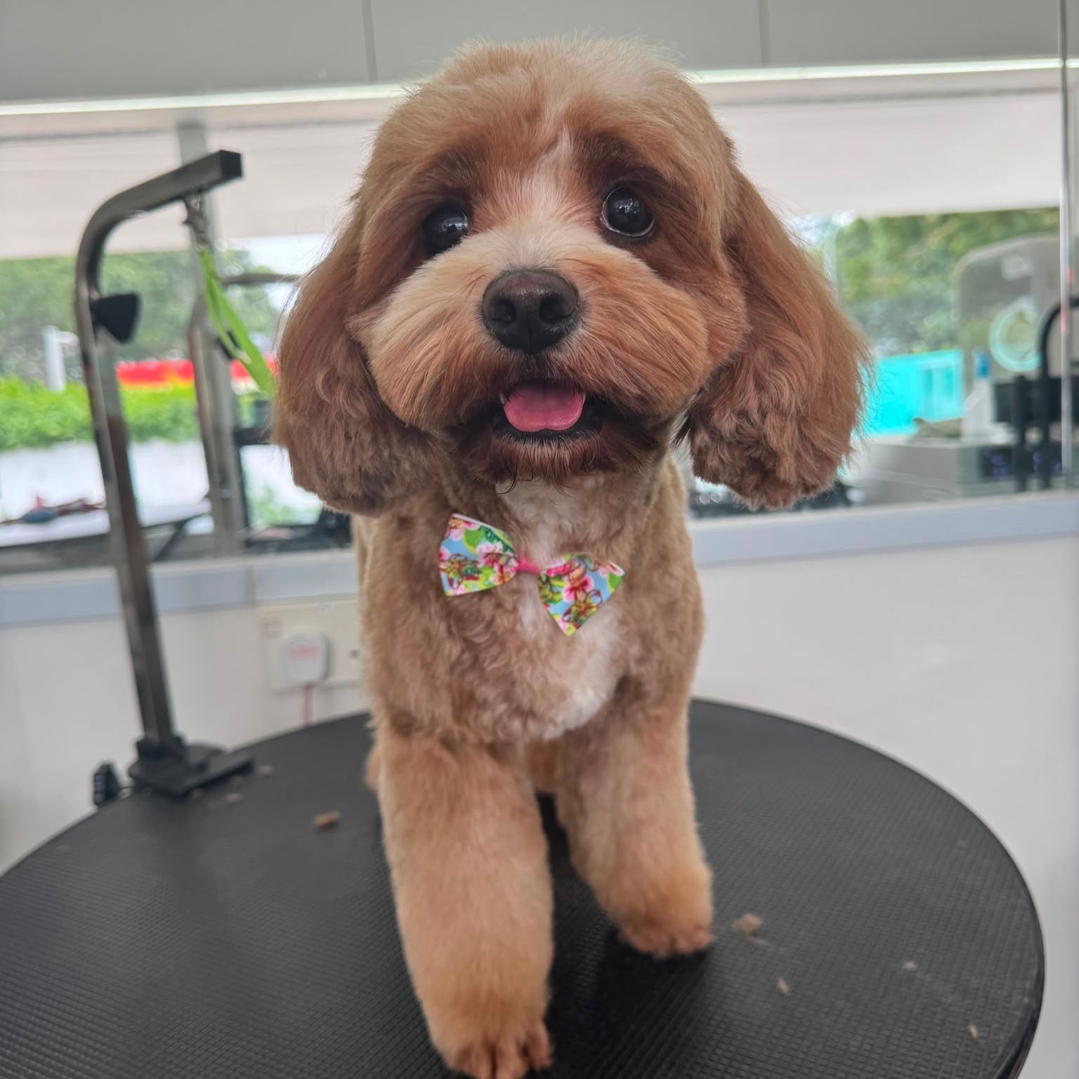 Miso