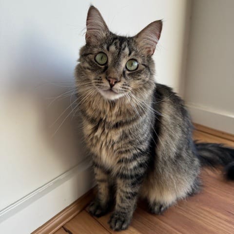 Otis