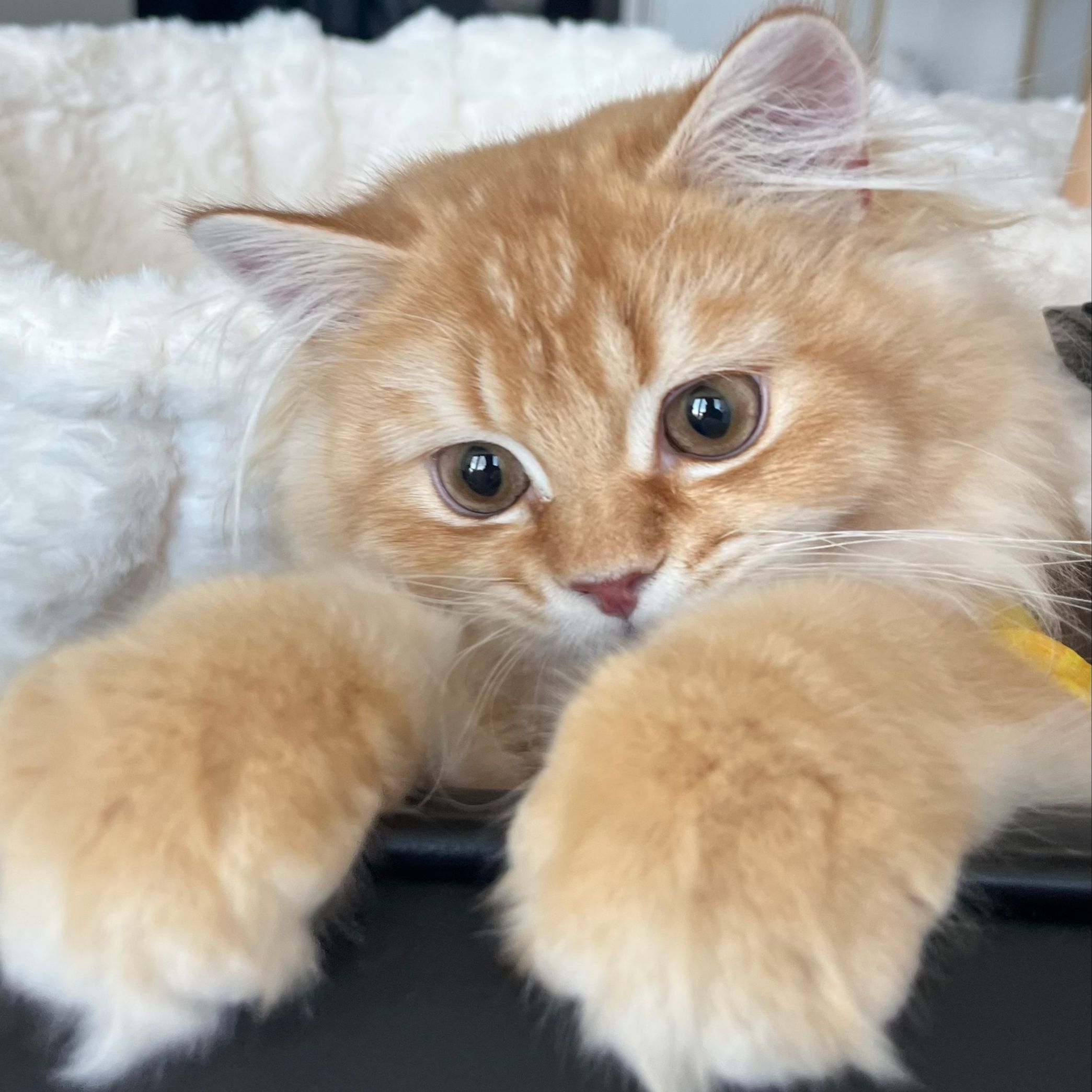 Churro