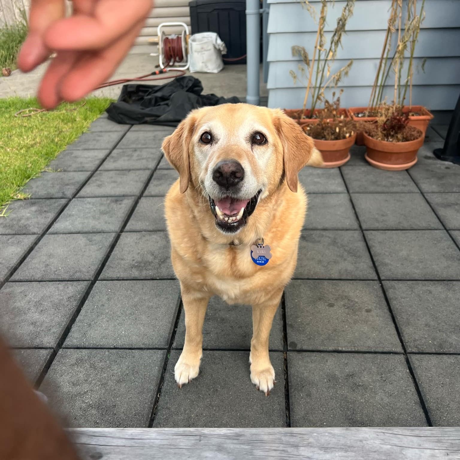 Kiri