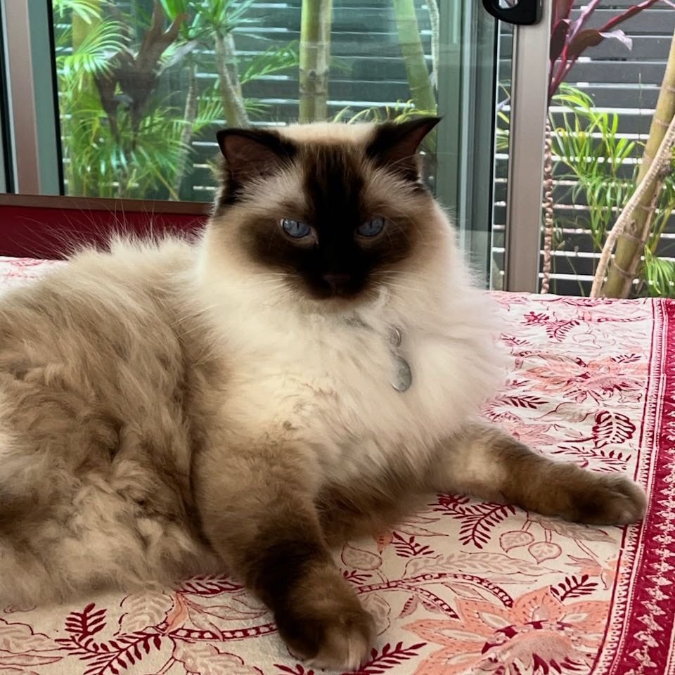 Coco