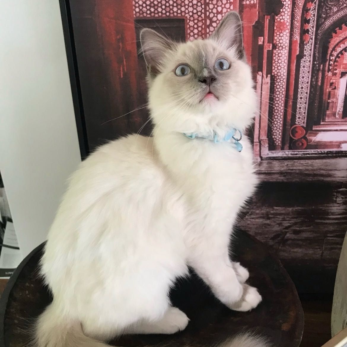 Louie