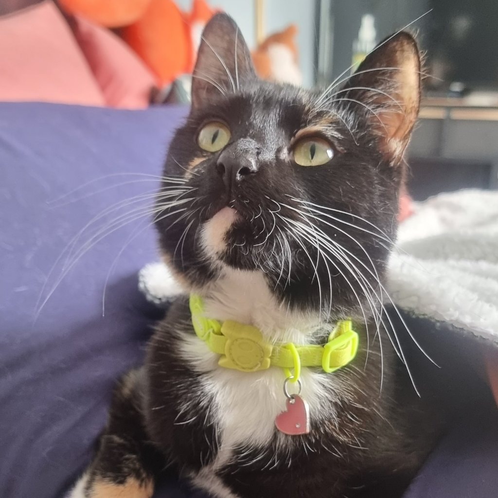 Jaz