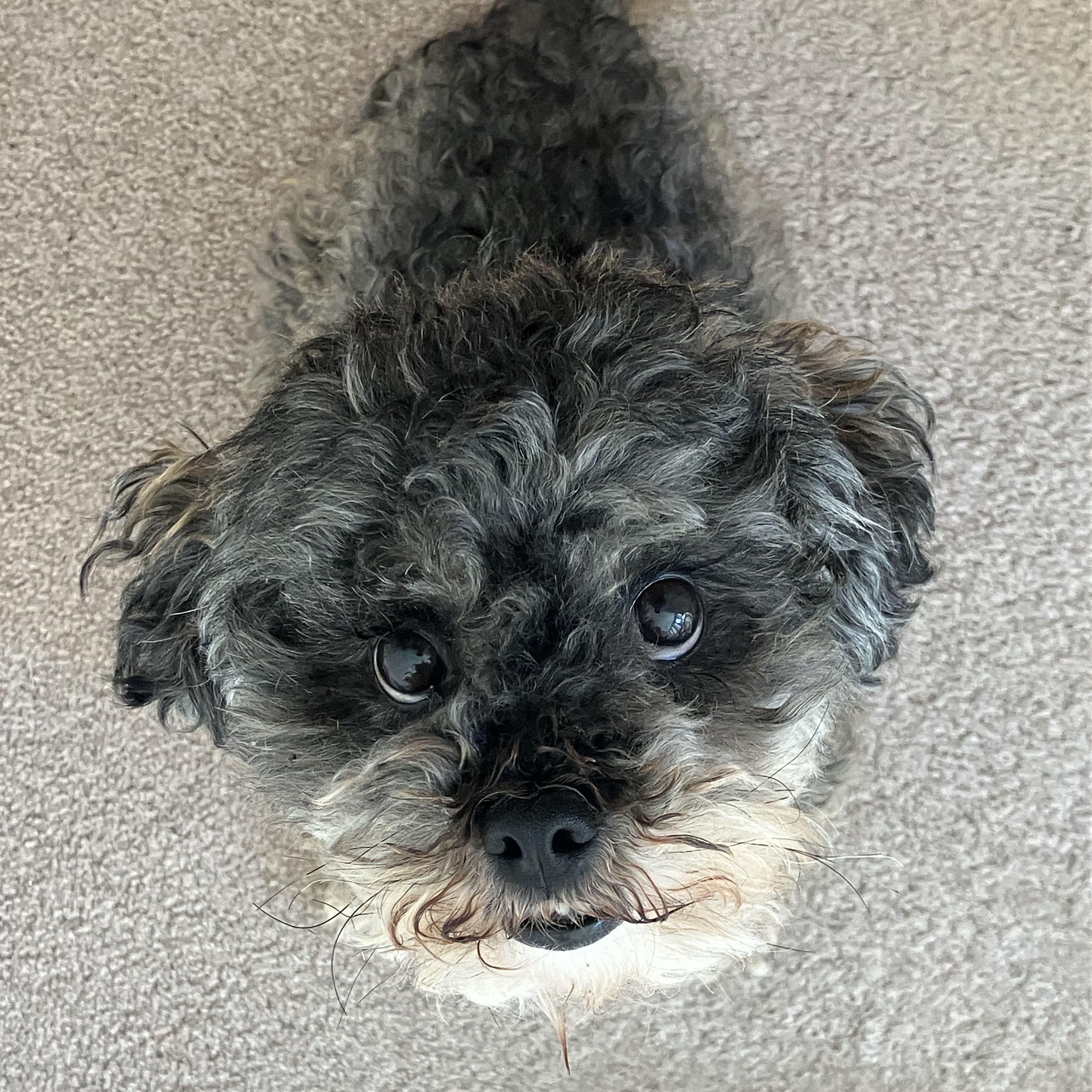 Poppy 