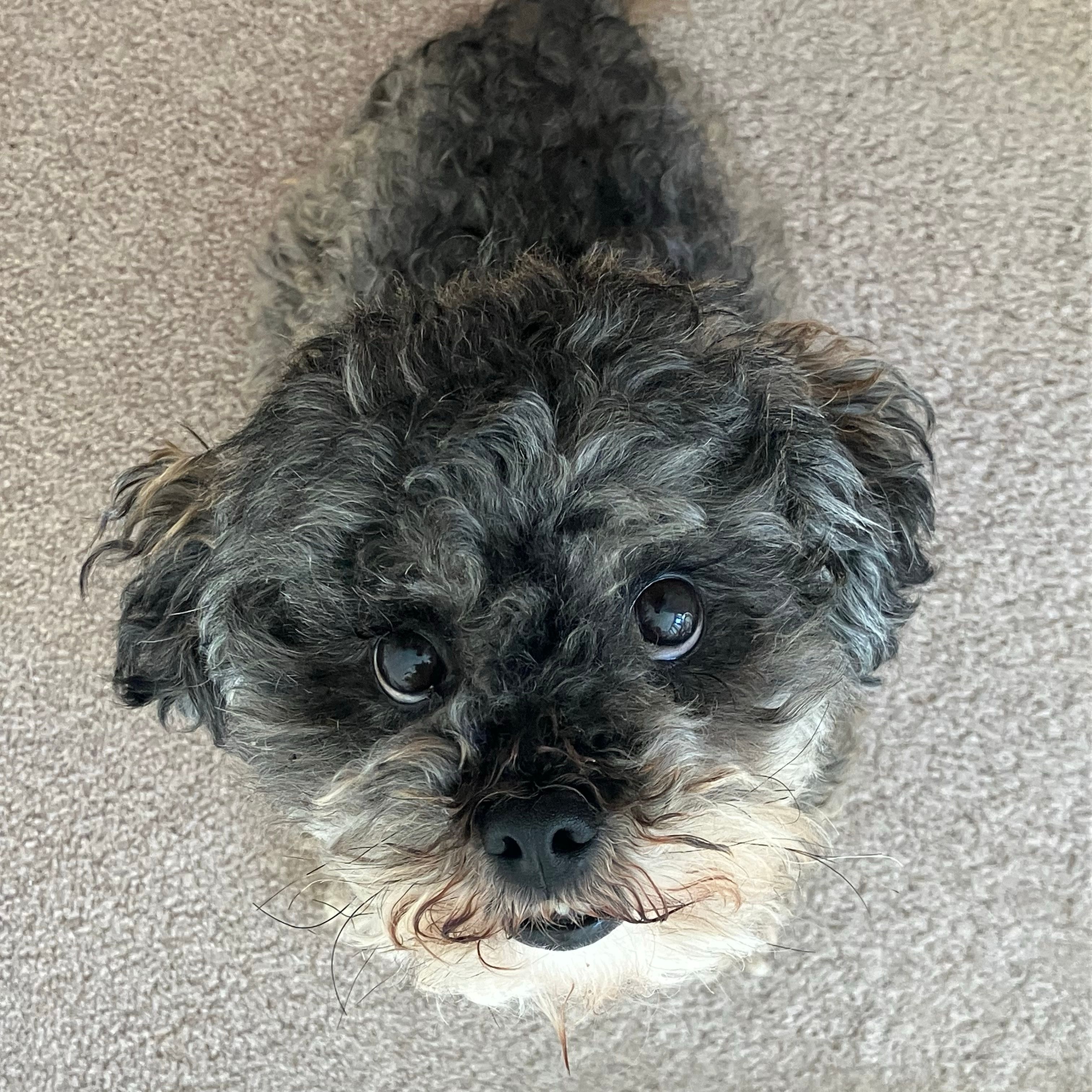 Poppy