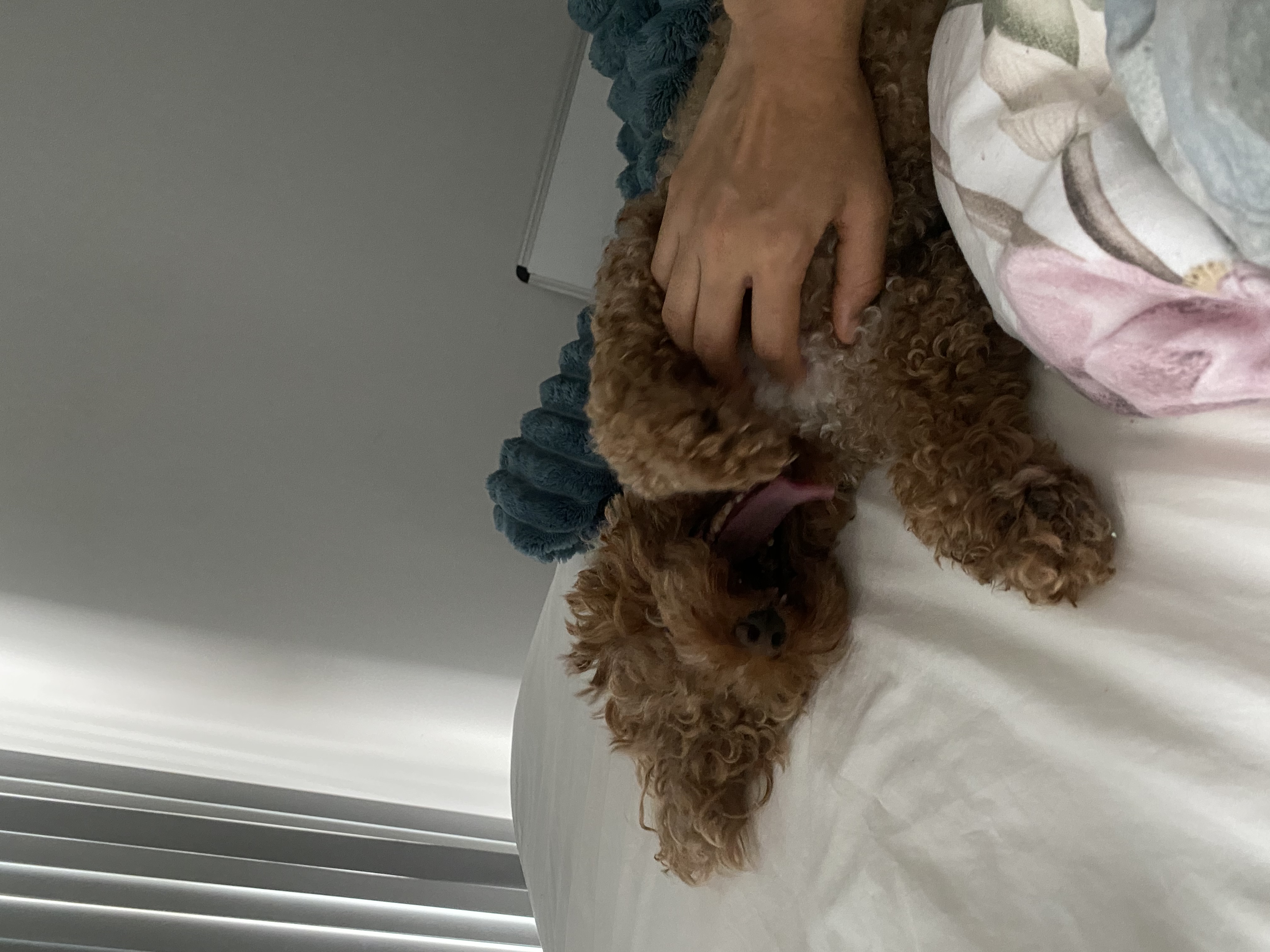 image-4