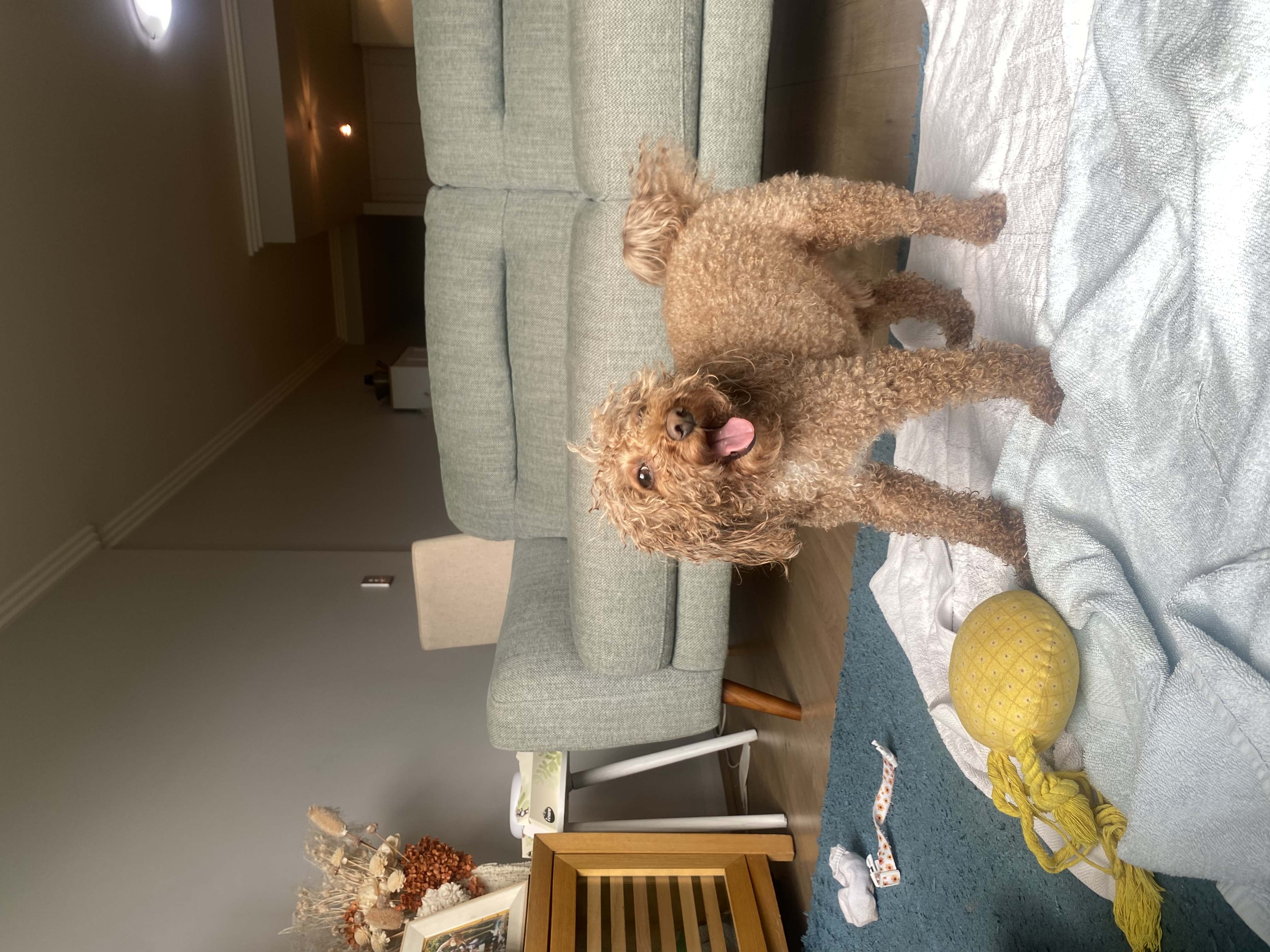 image-12