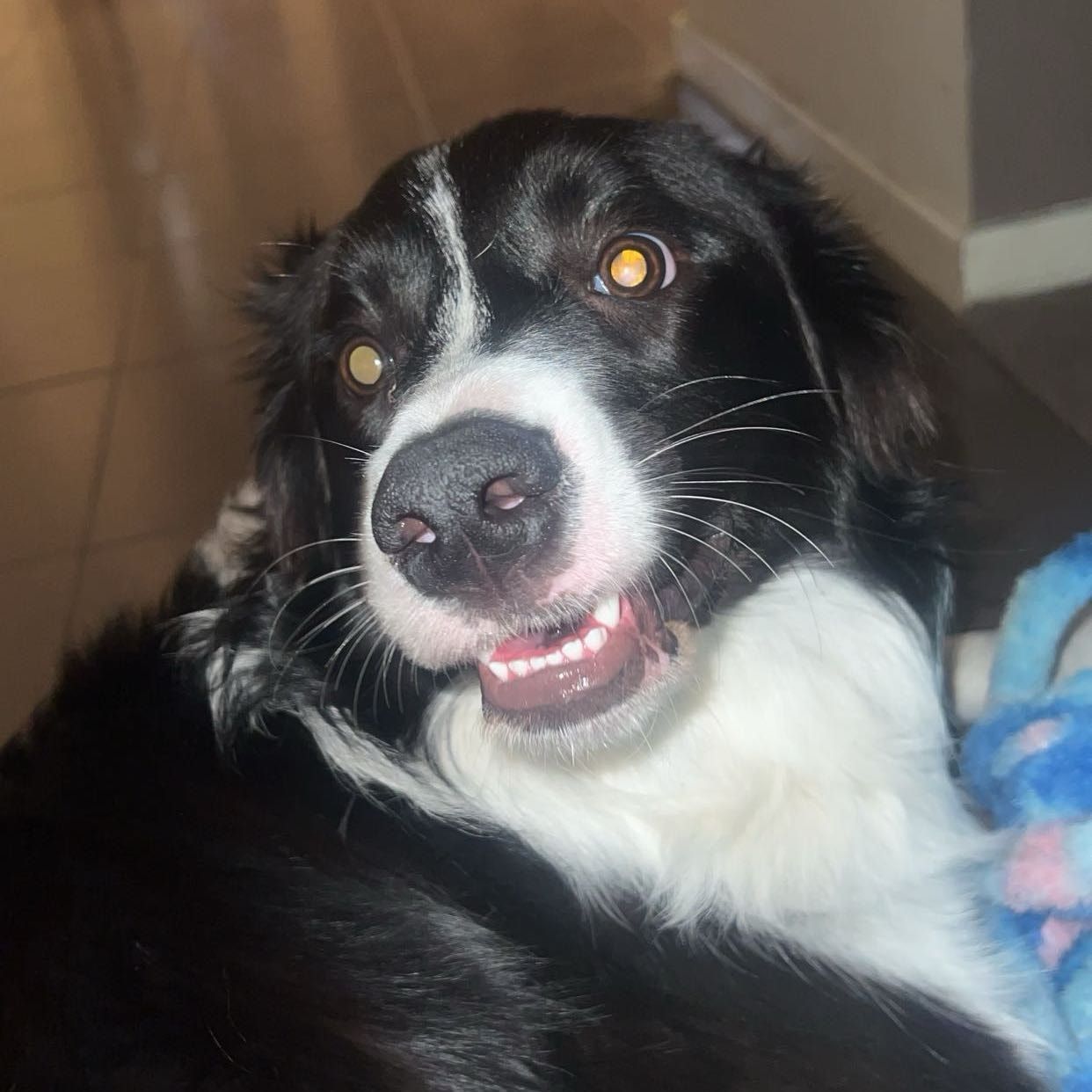 sadie