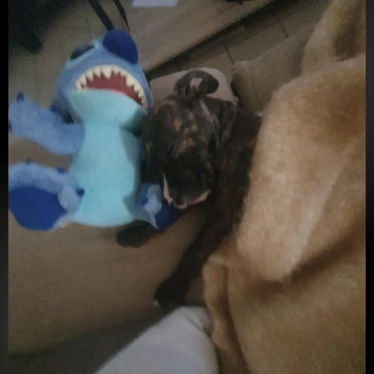 Koda