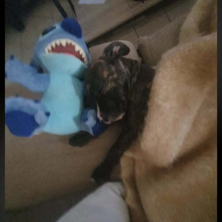 Koda