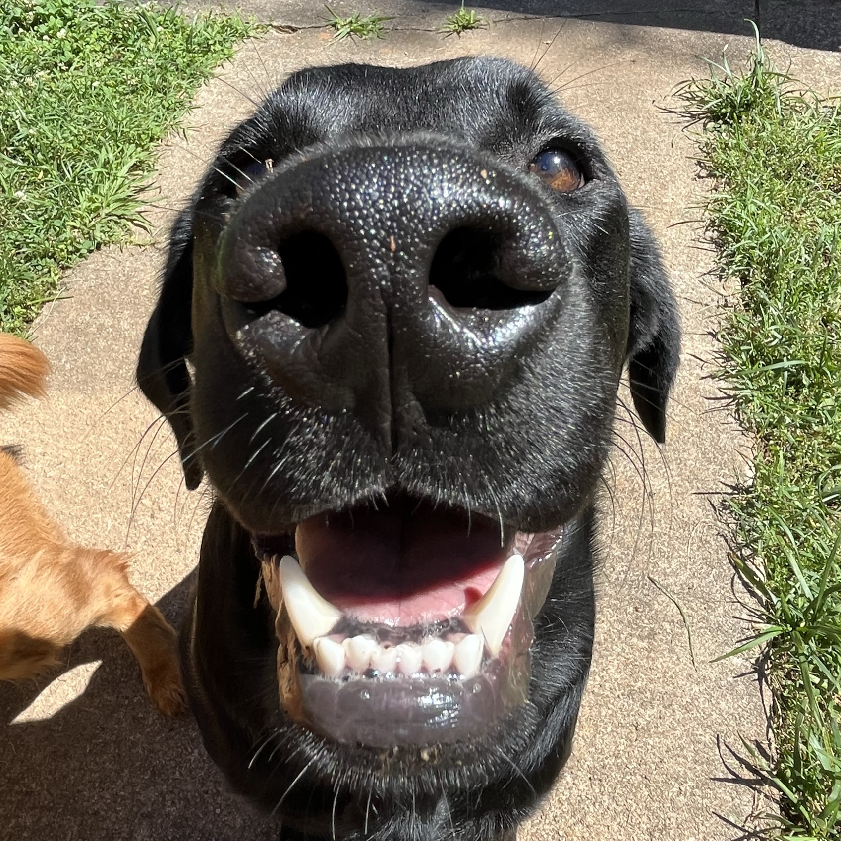 Hank