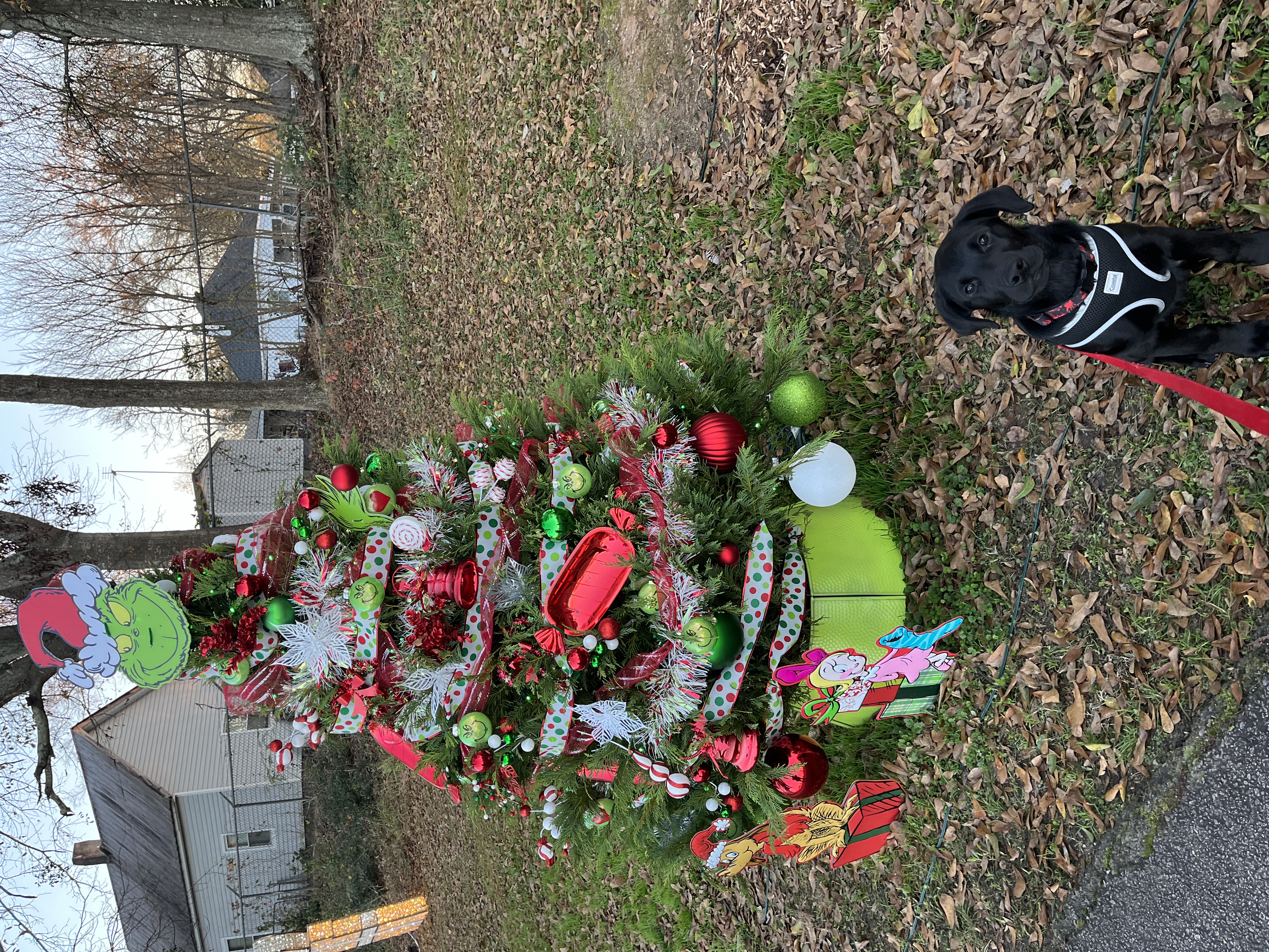 image-7
