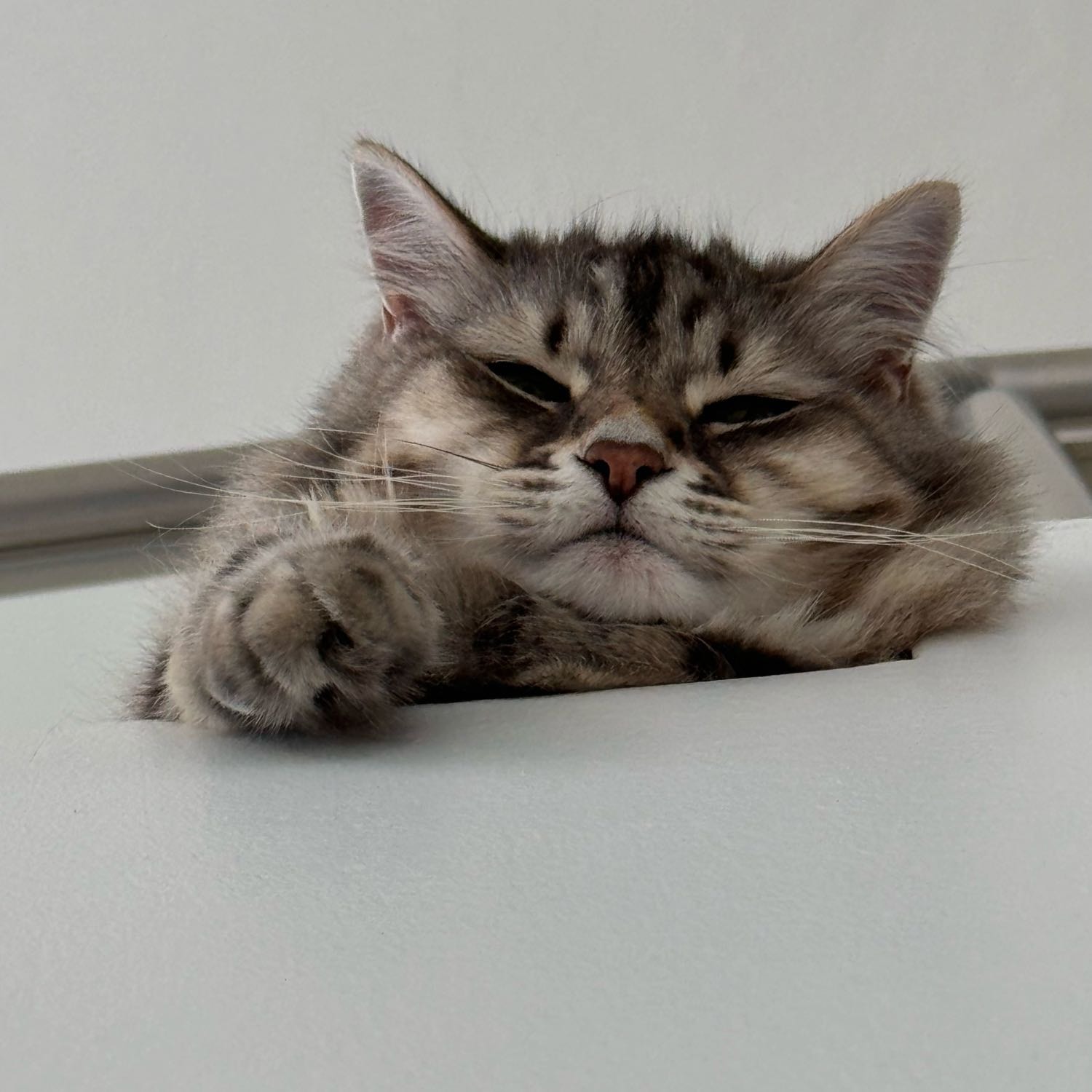 Catinho