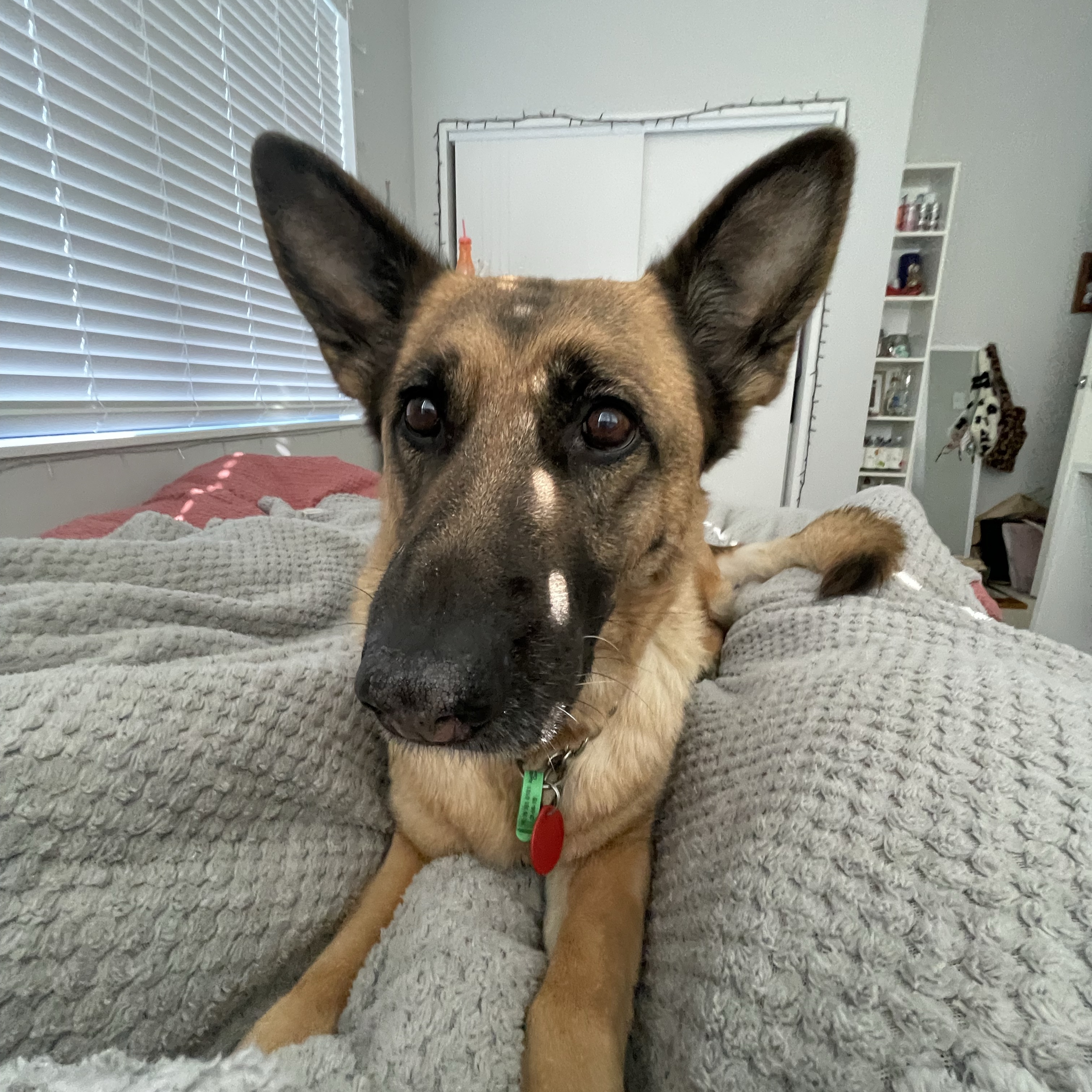 Sammy