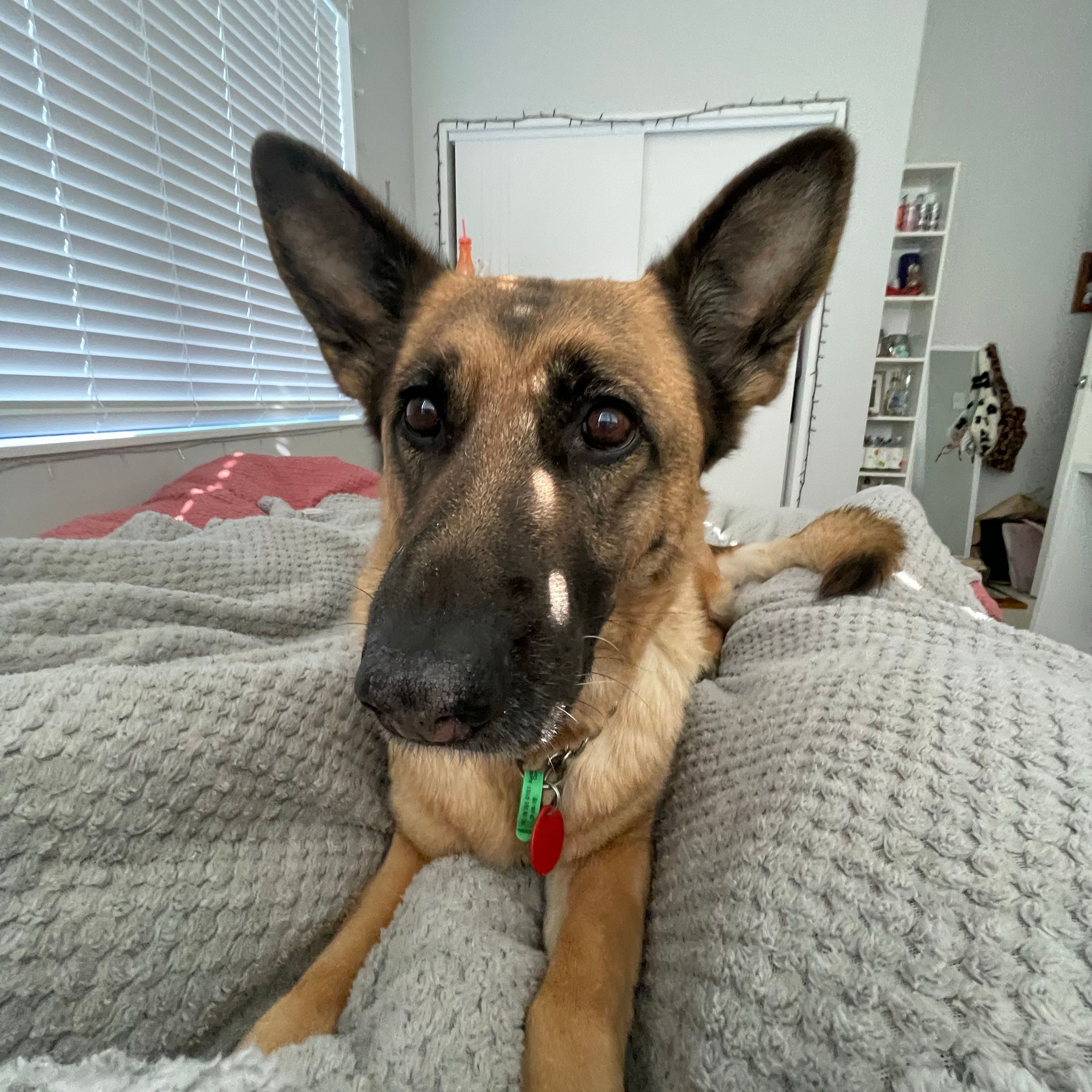 Sammy