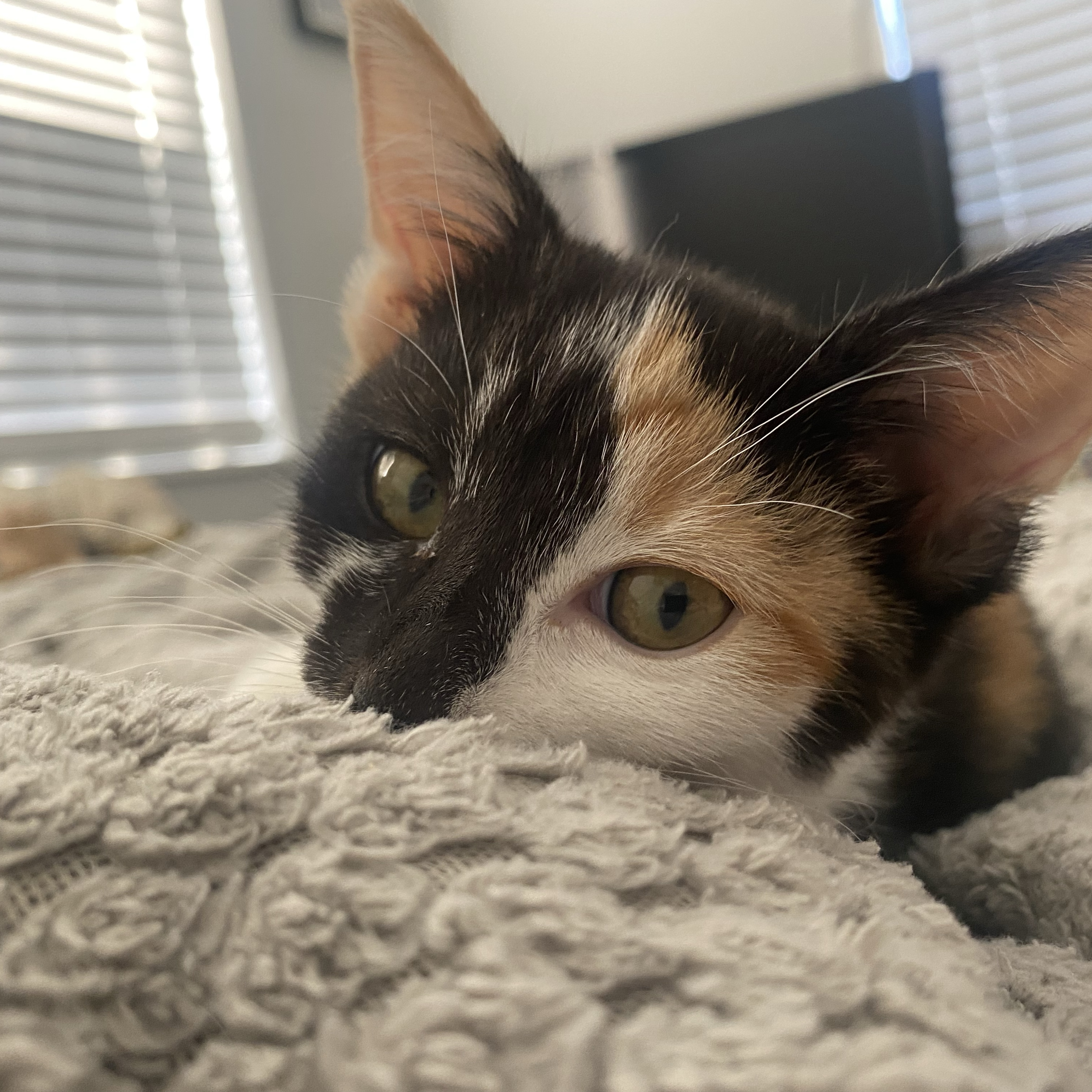 Smudge 