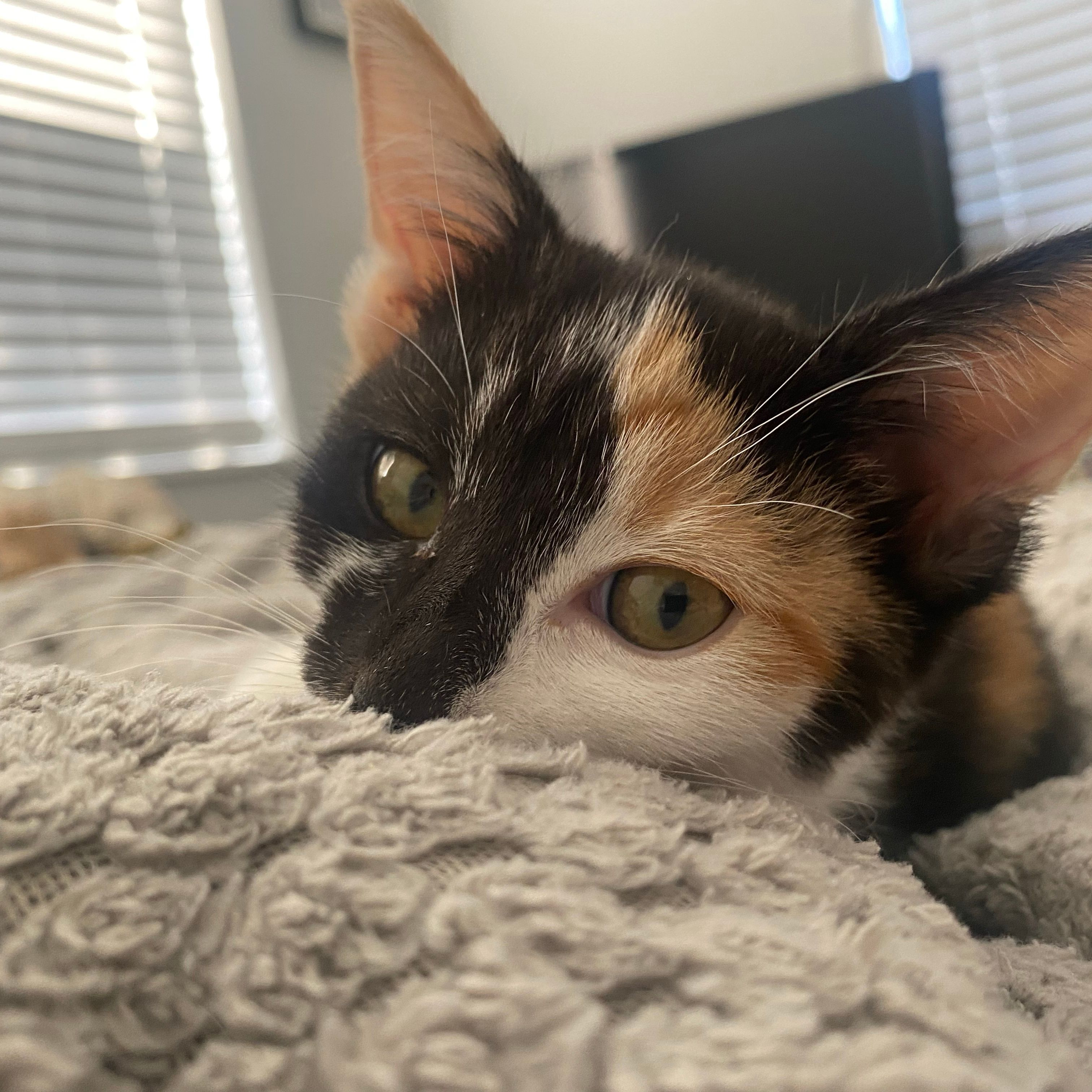 Smudge