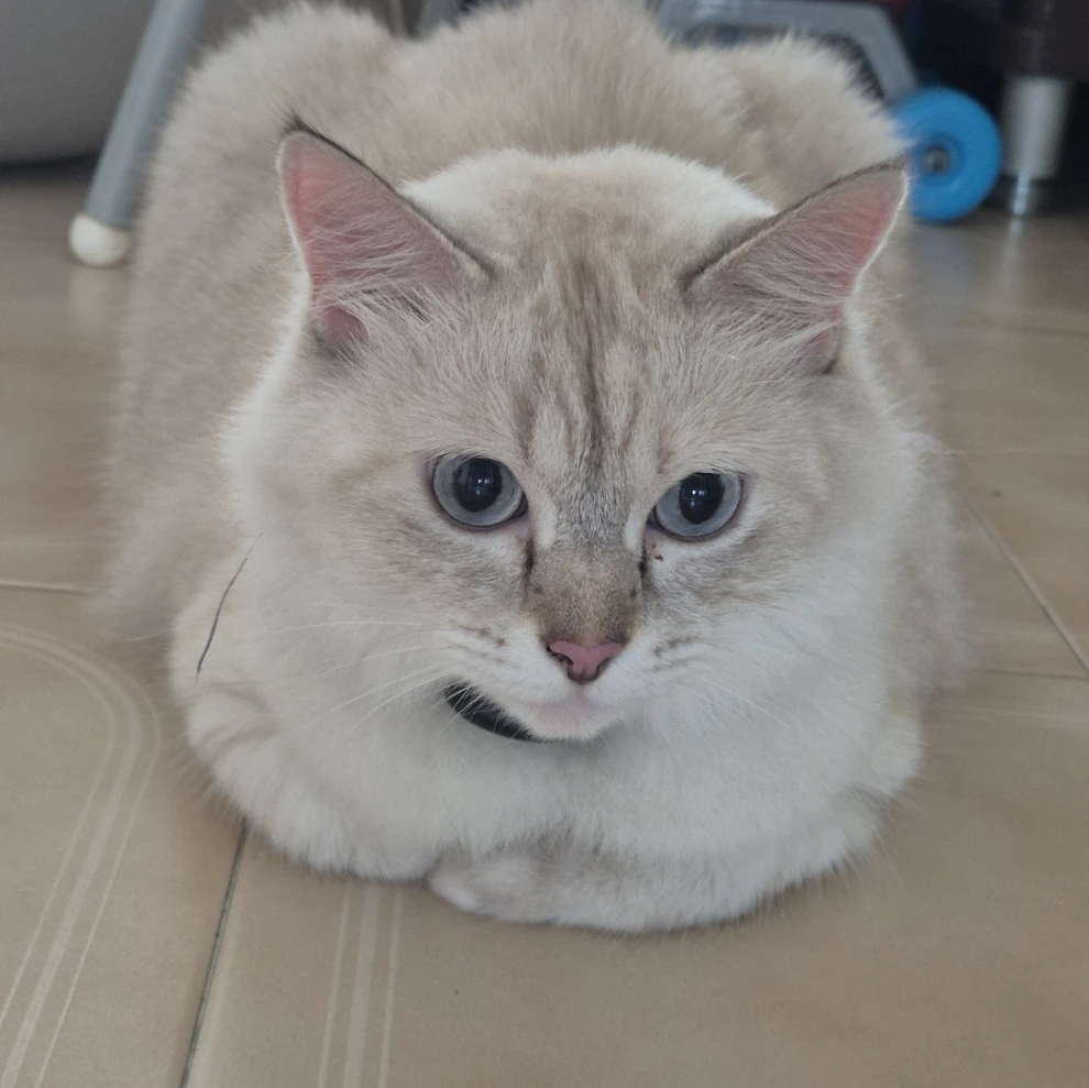 Ginger