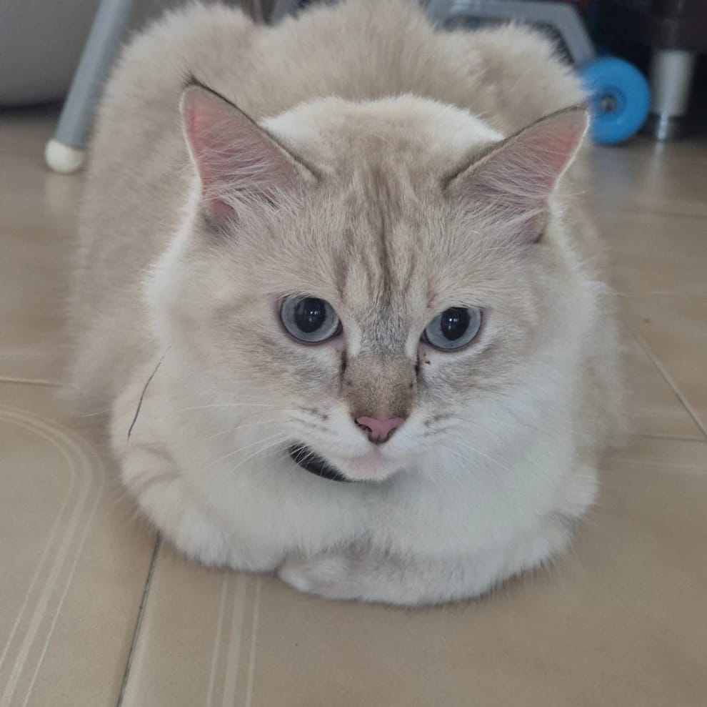 Ginger