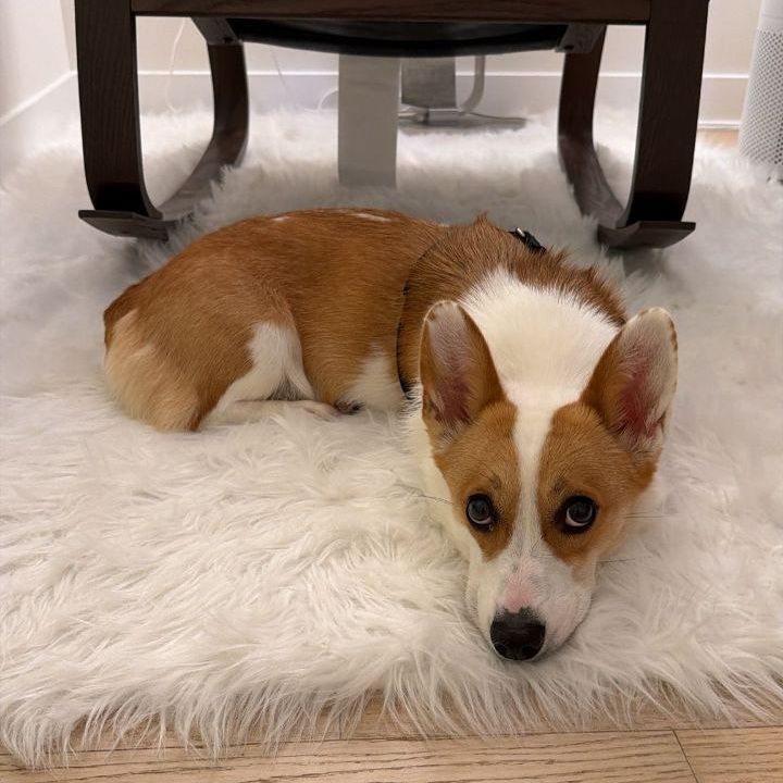 Croissant