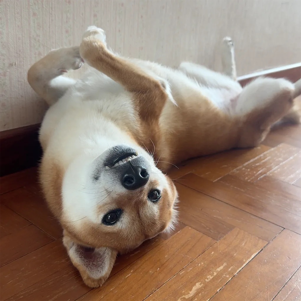 image-20
