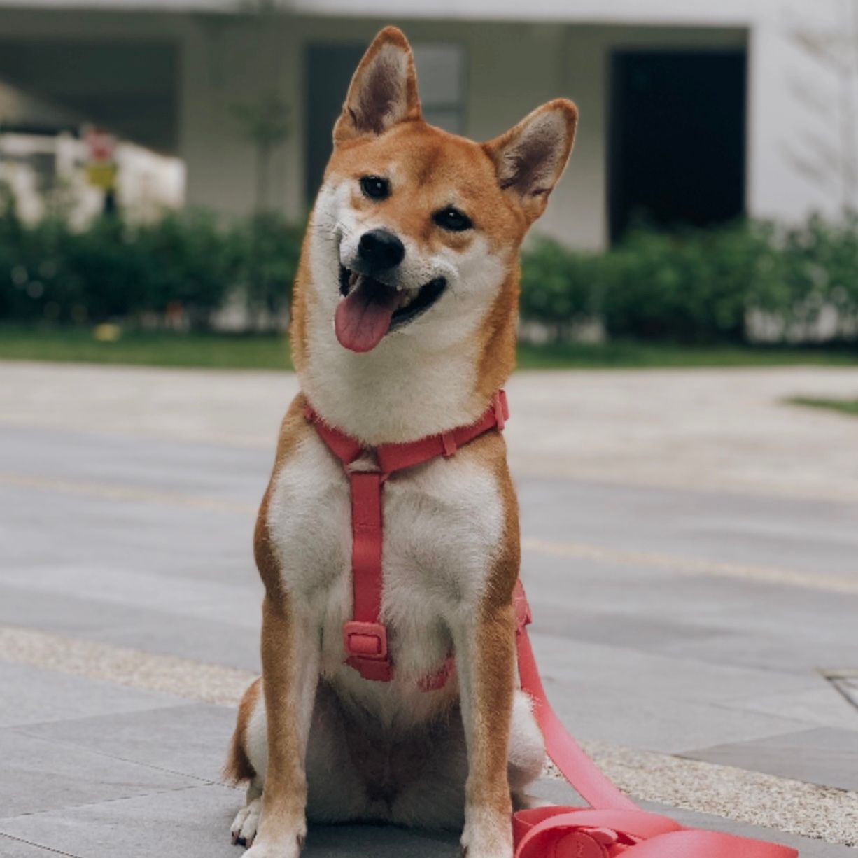 Hachi