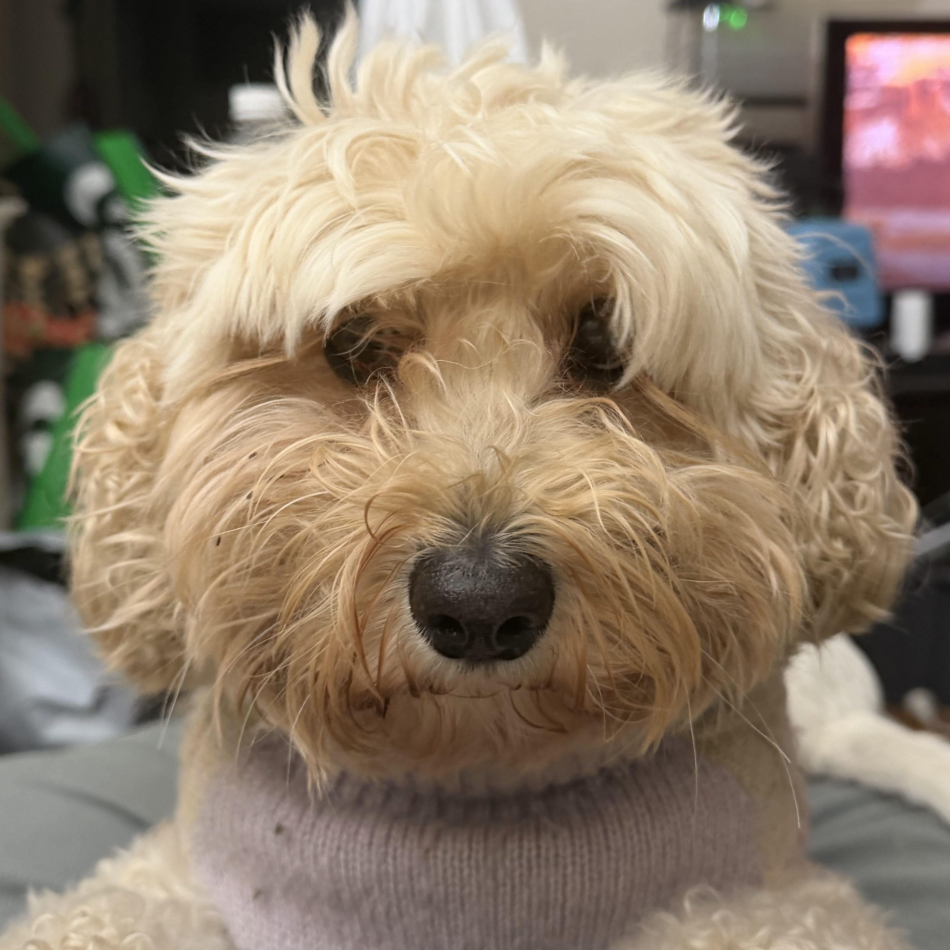 Stella