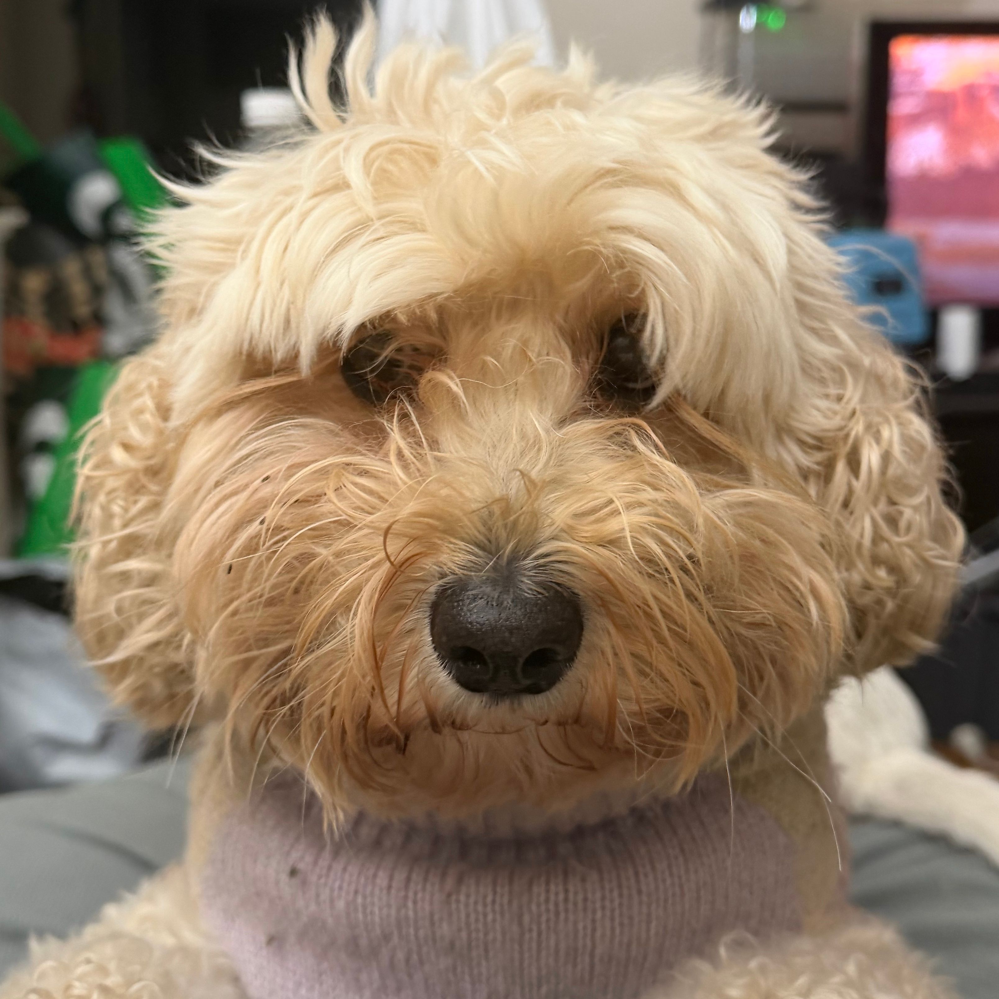 Stella