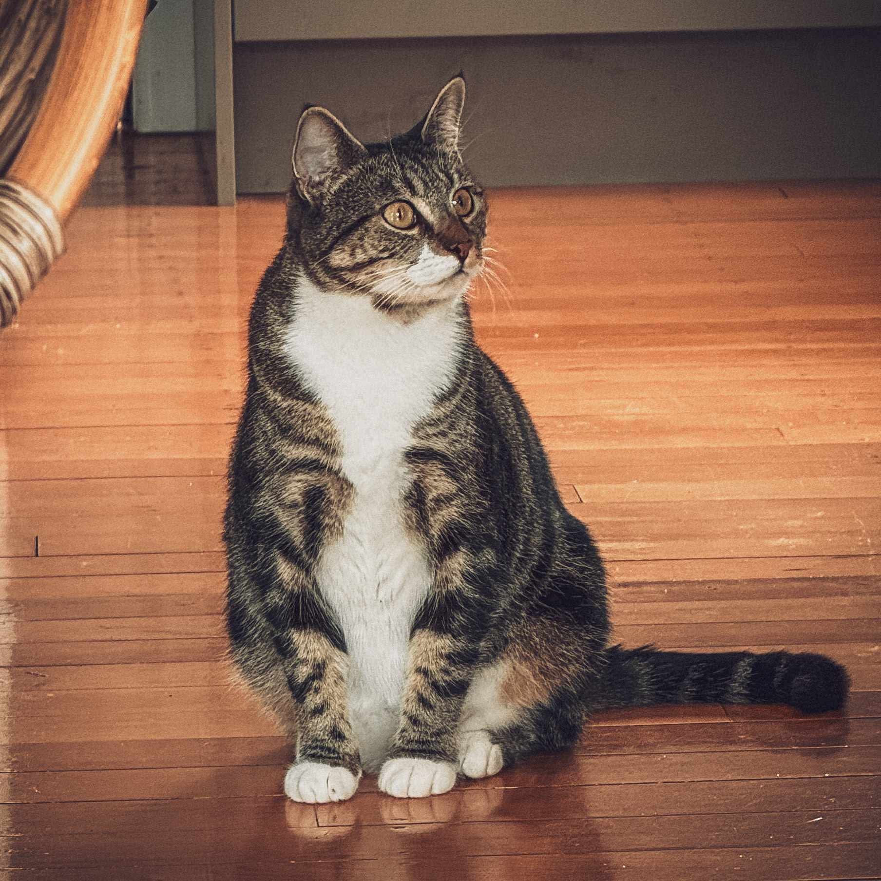 Mabel