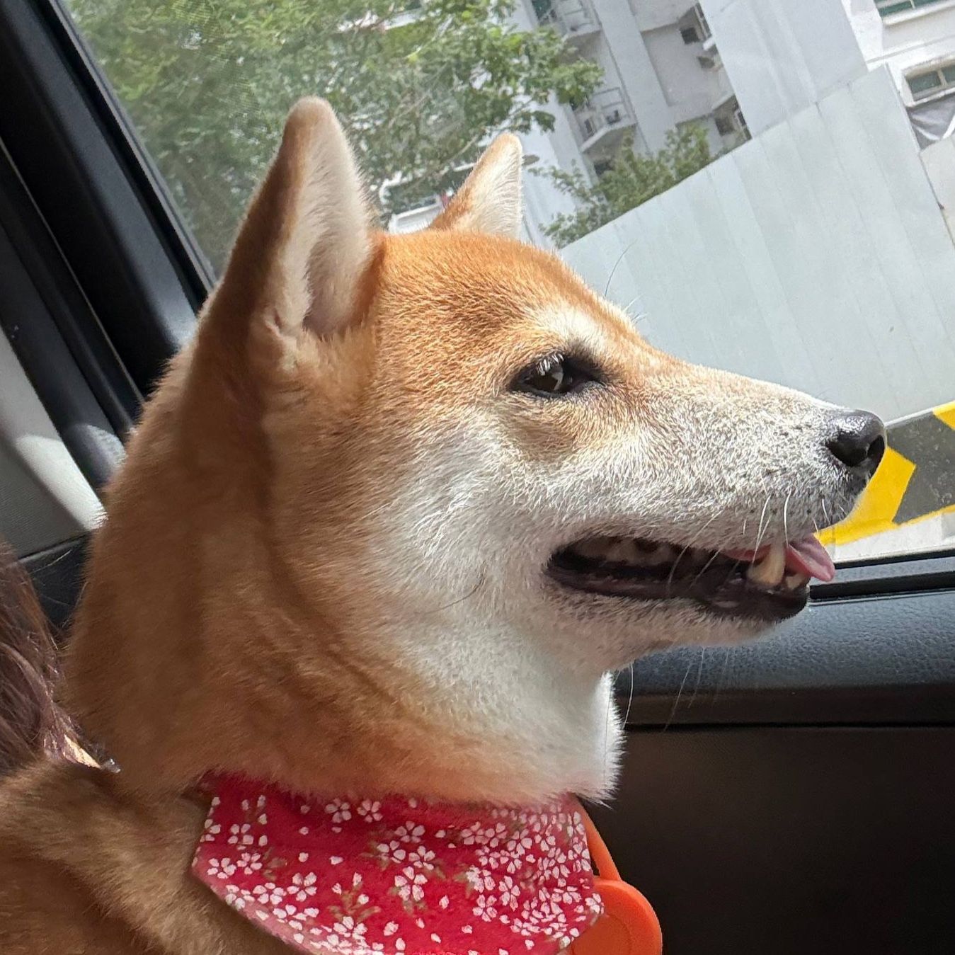 Shinju