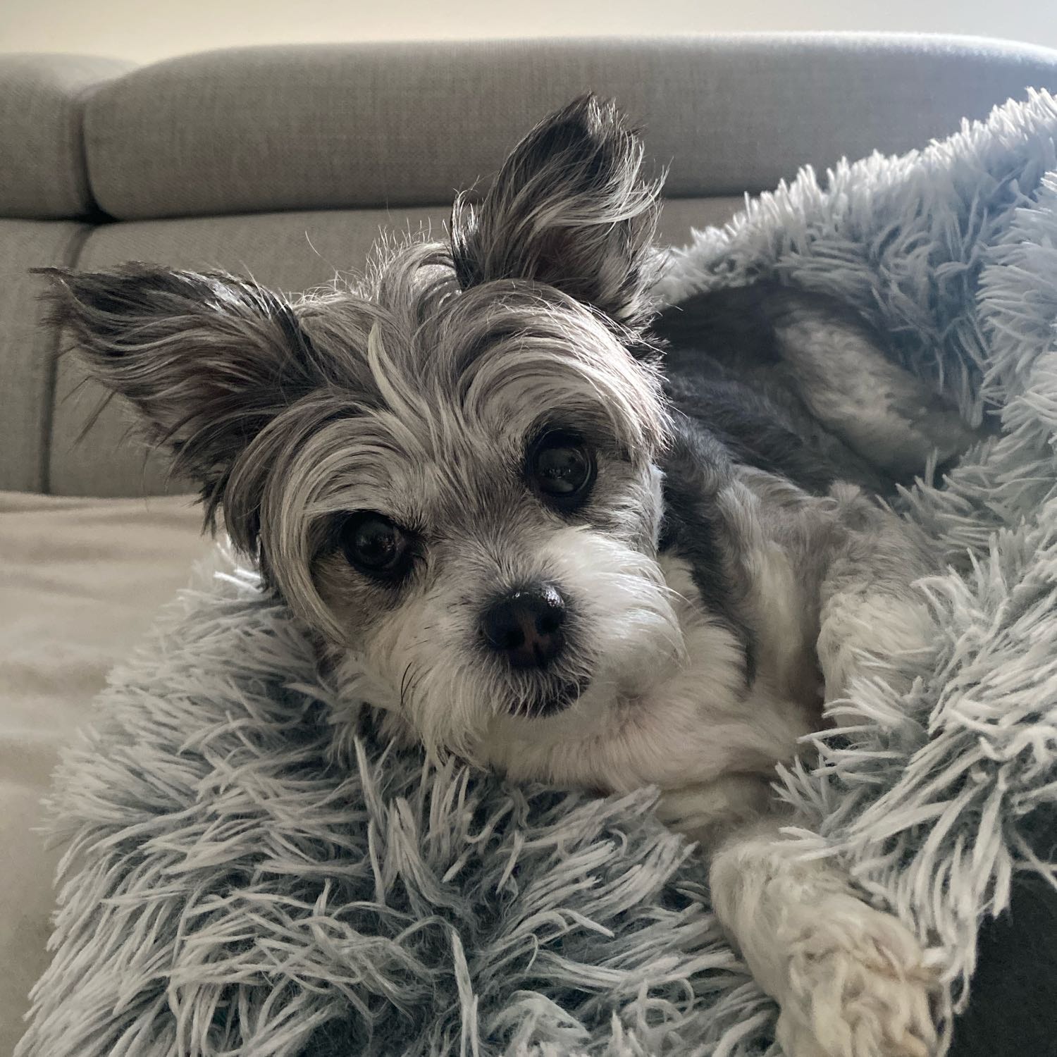 Coco
