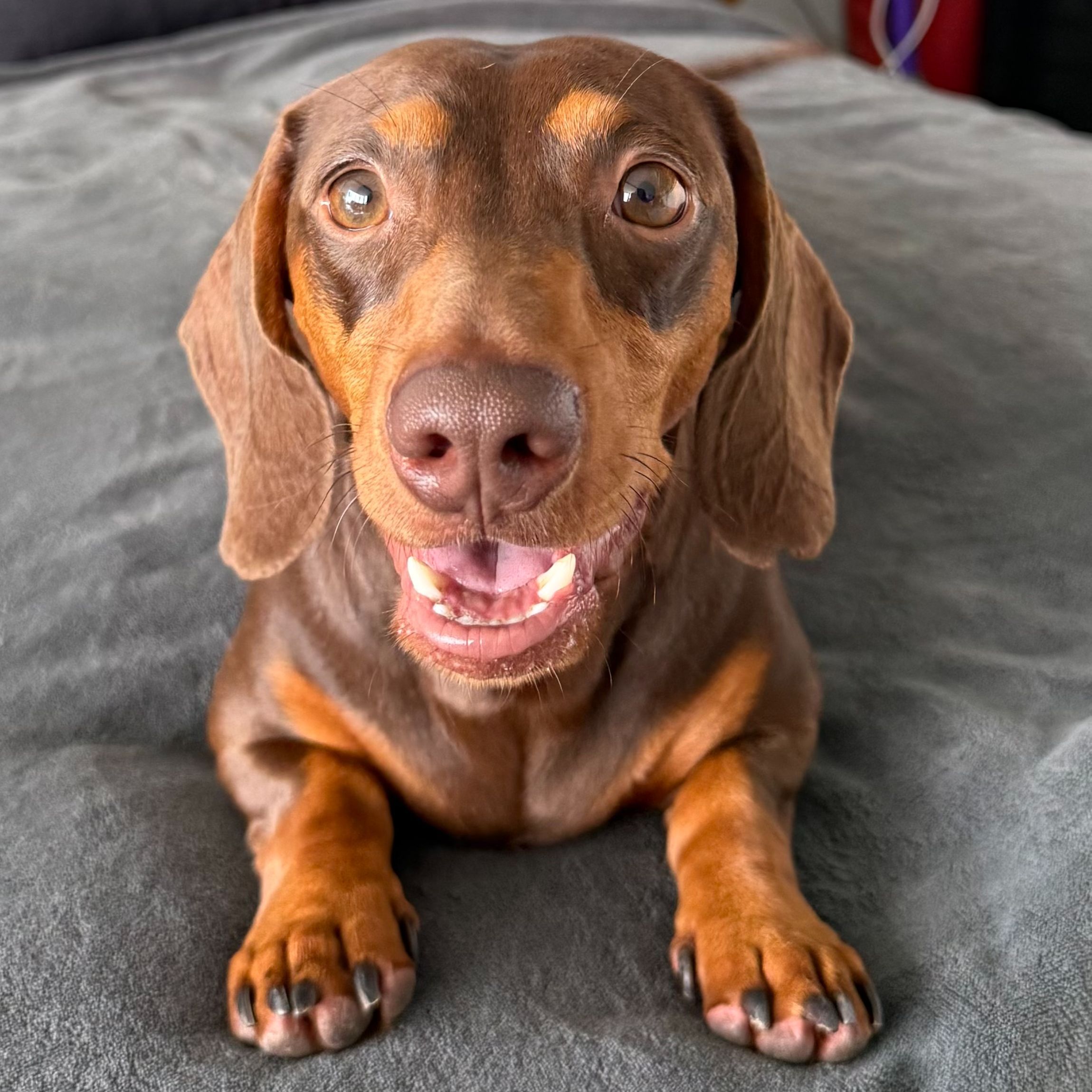 Chico